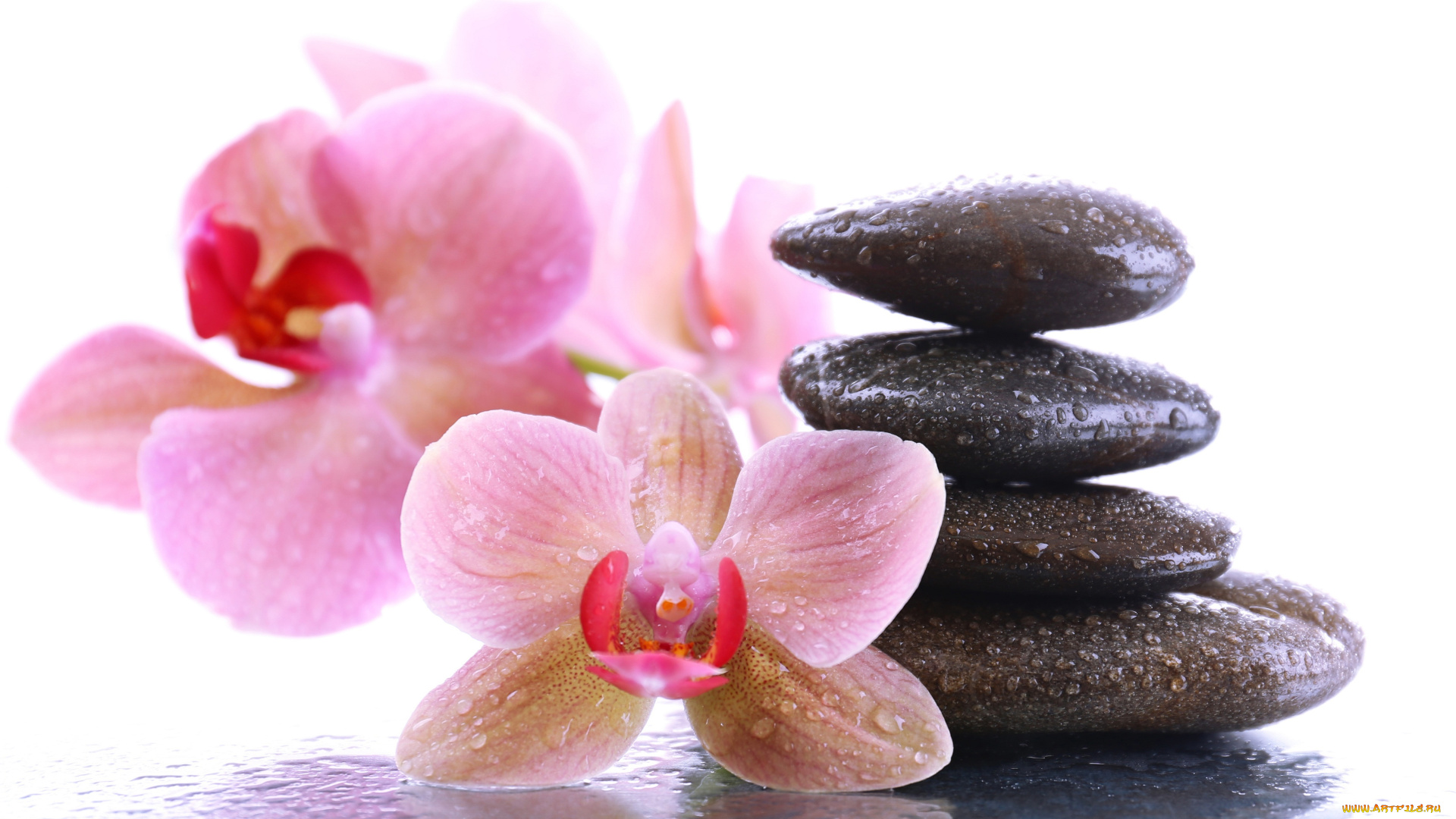 цветы, орхидеи, орхидея, капельки, спа, камни
