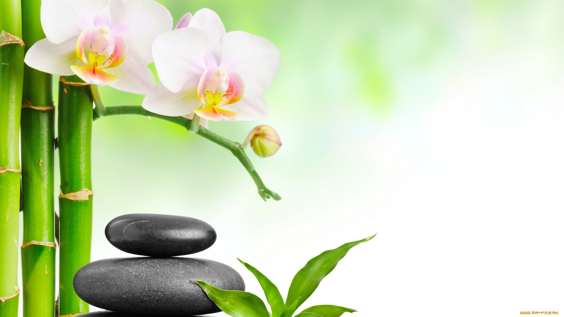 цветы, орхидеи, спа, камни, листики, бамбук, орхидея