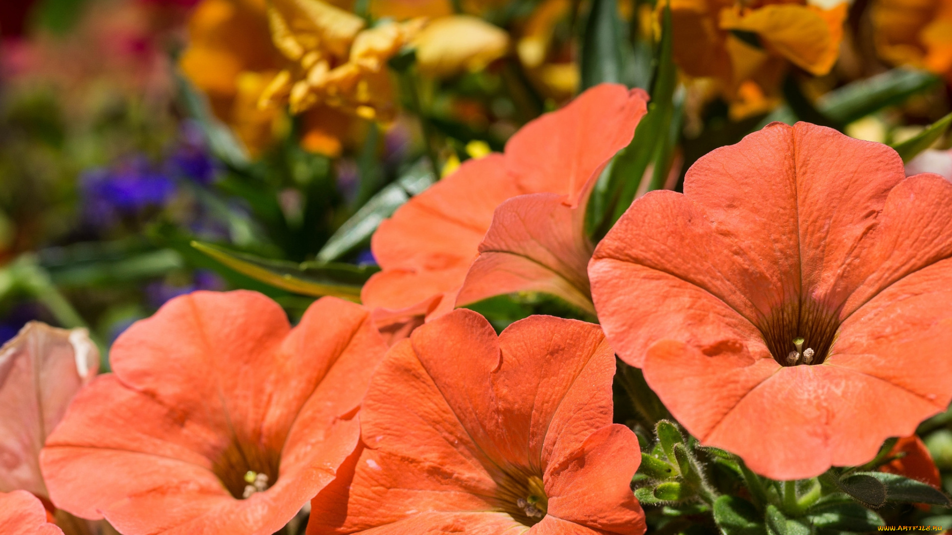 цветы, петунии, , калибрахоа, оранж