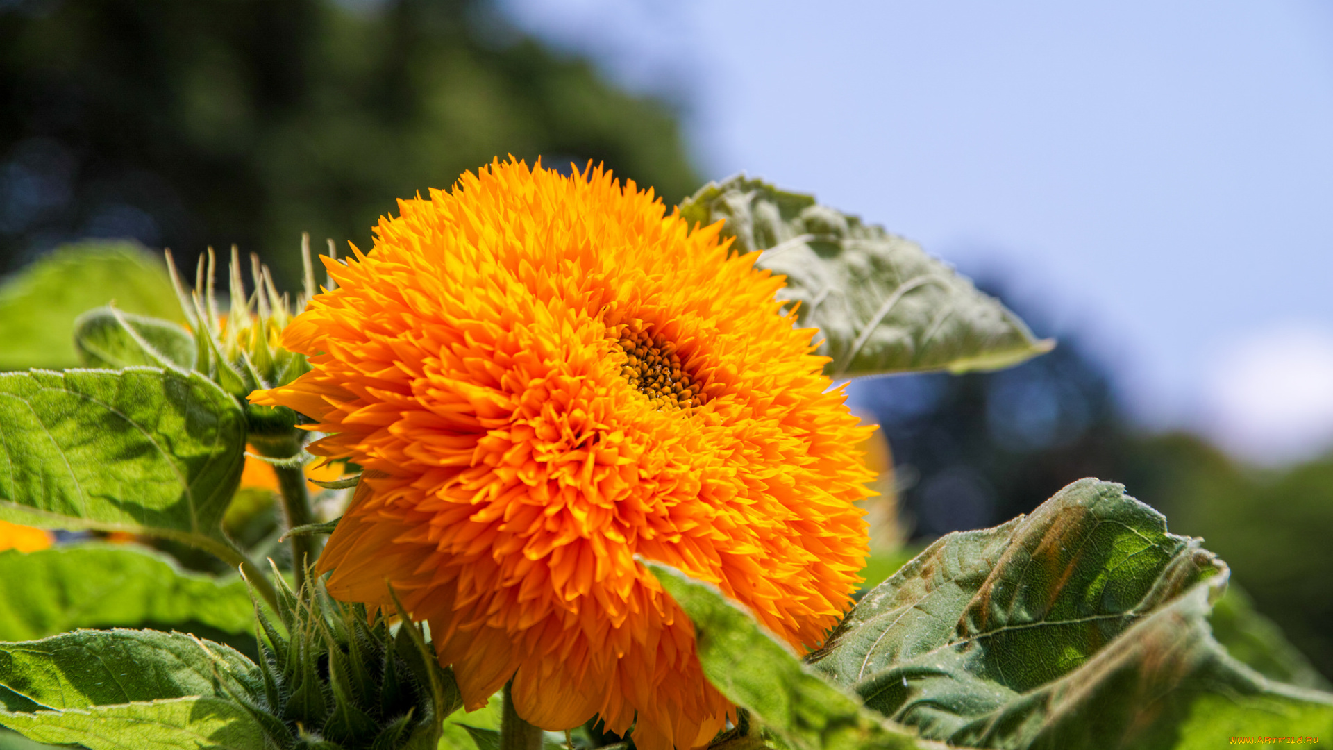 цветы, подсолнухи, цветение, подсолнух, цветок