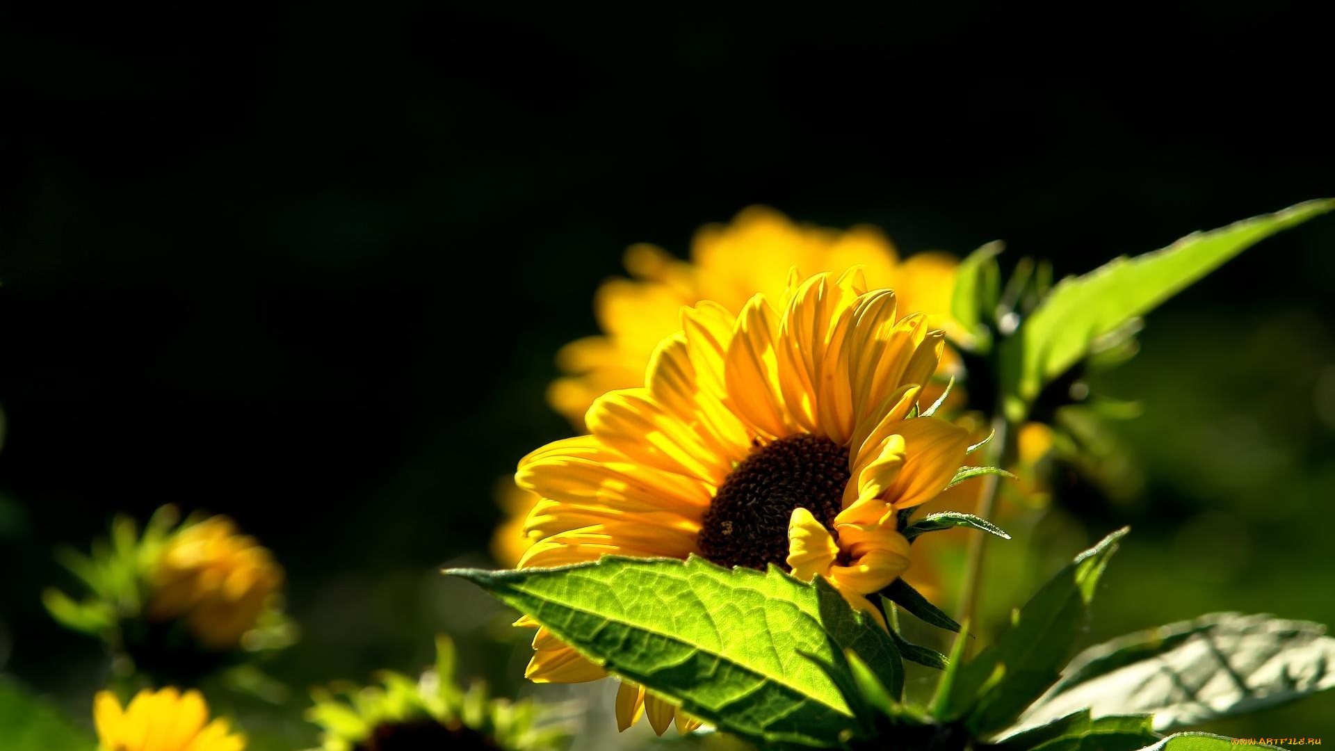 цветы, подсолнухи, листья, черный, фон