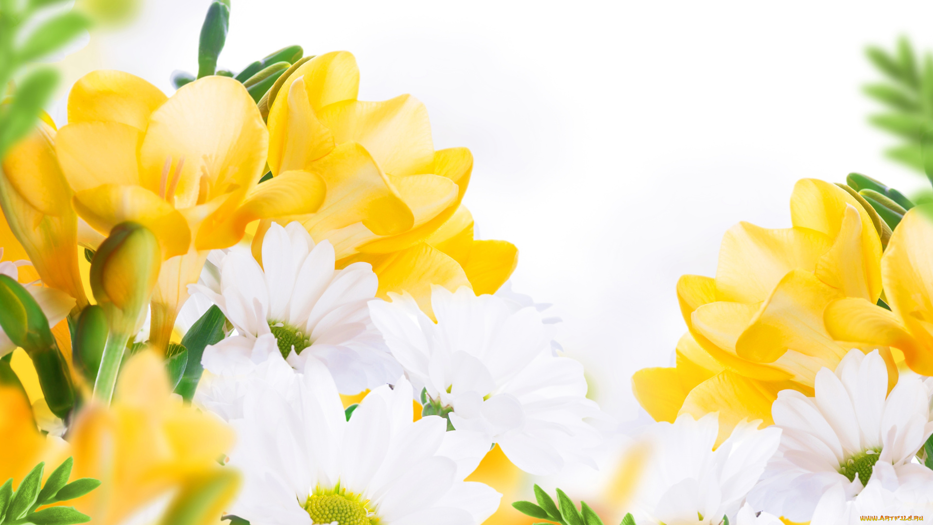 цветы, разные, вместе, ромашки, фрезии