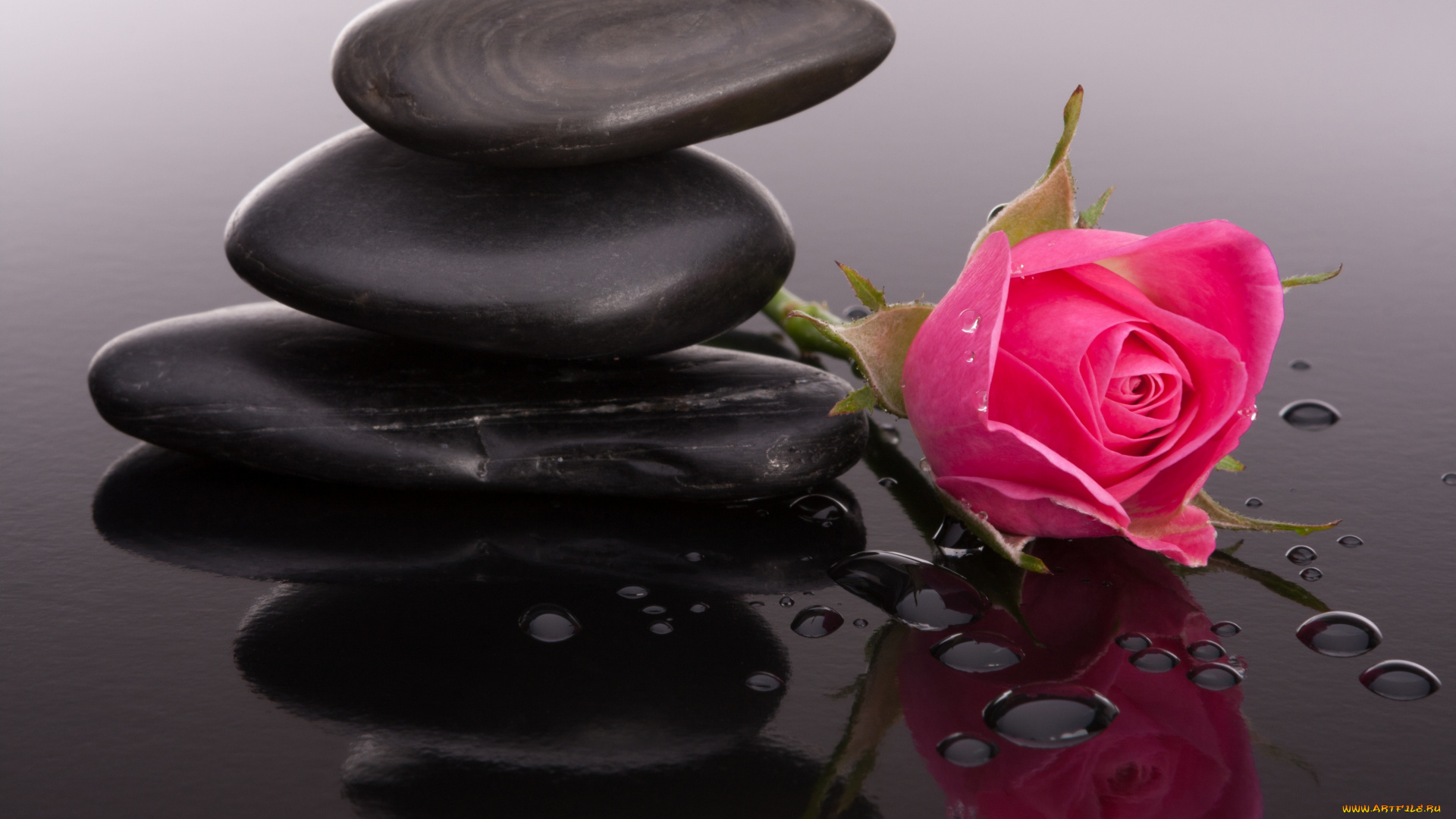 цветы, розы, бутоны, камни, роза, капли