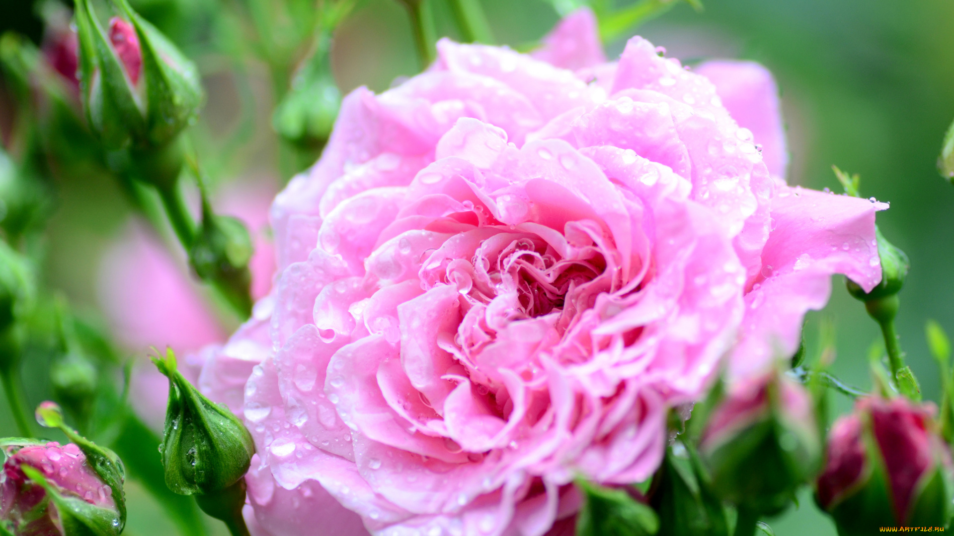 цветы, розы, цветок, роза, цветение, капельки, росинки