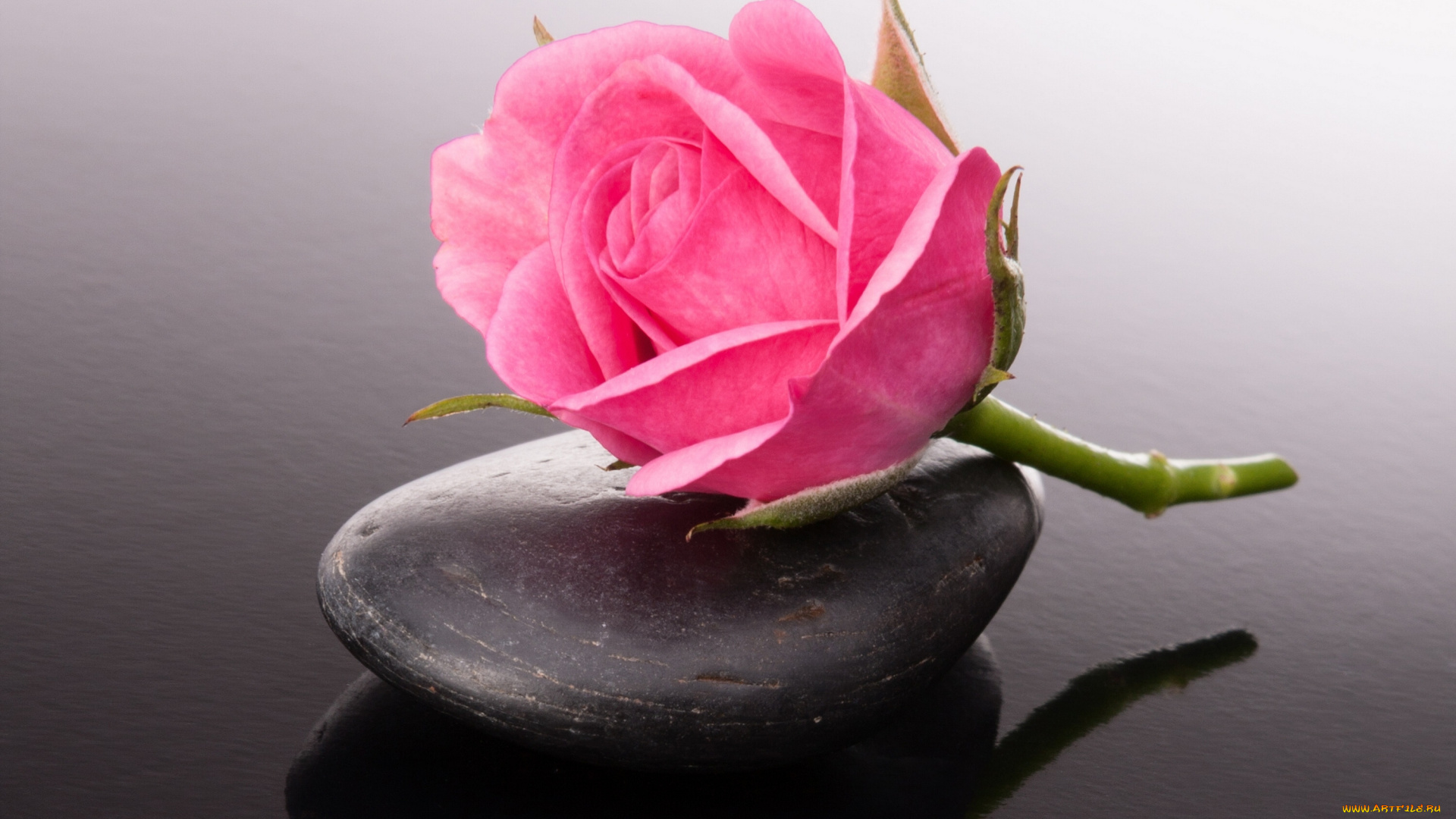 цветы, розы, капли, бутон, камни, роза