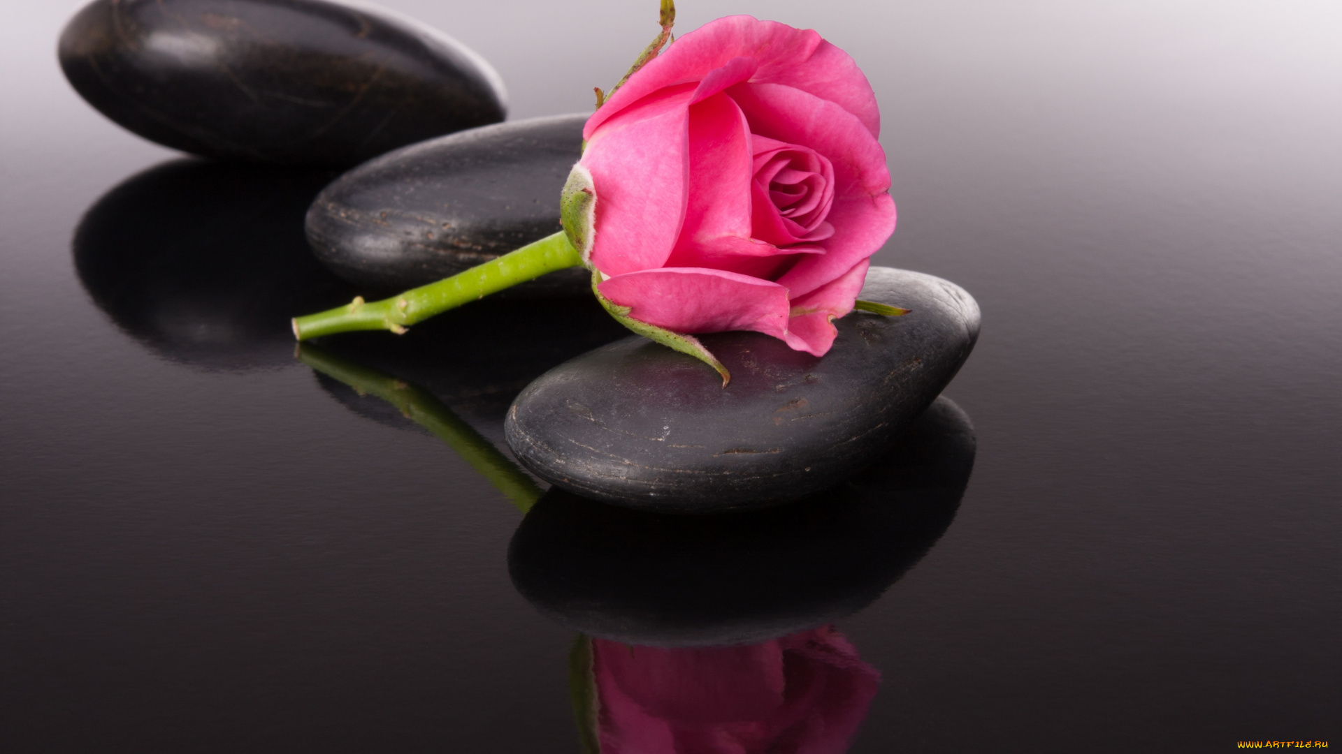 цветы, розы, капли, камни, бутоны, роза