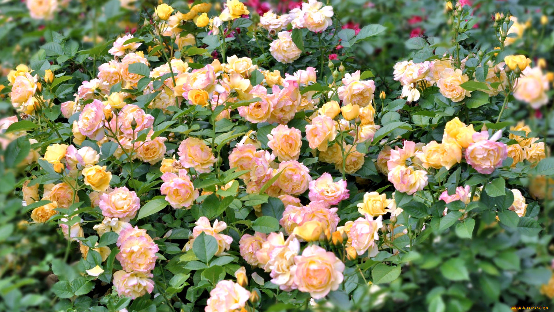 цветы, розы, много