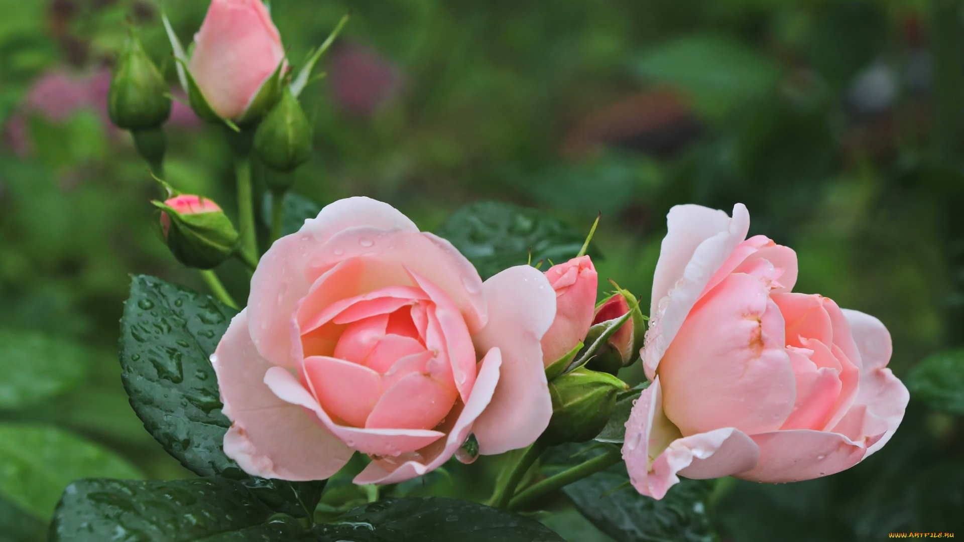 цветы, розы, розовый