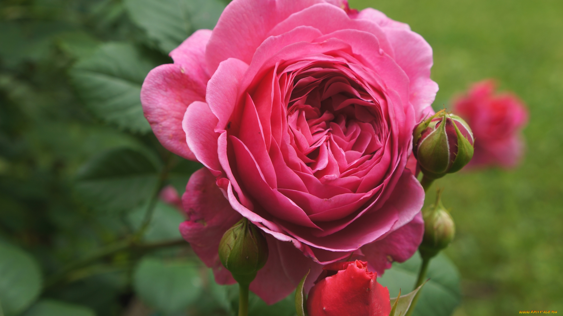 цветы, розы, розовый