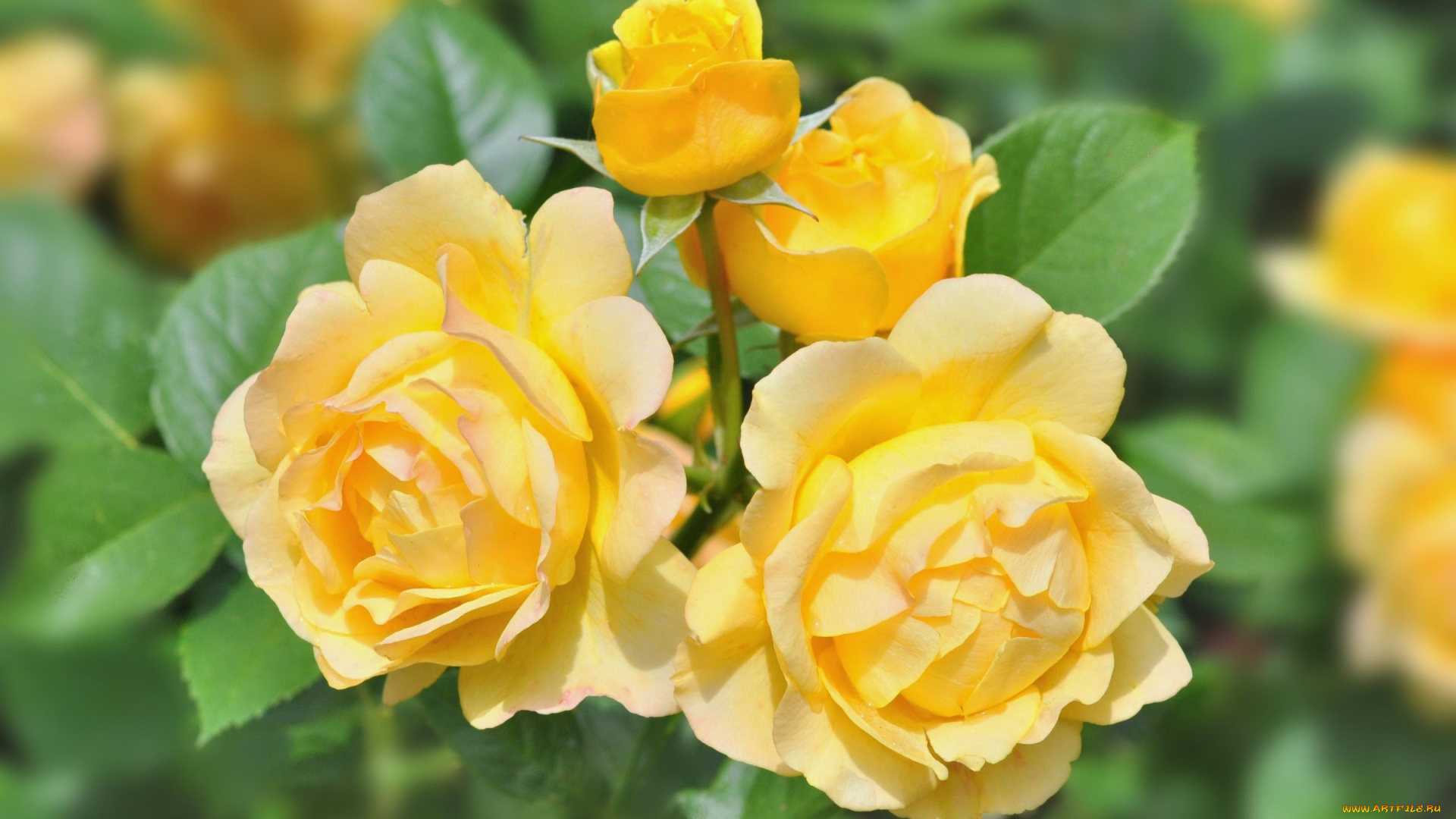 цветы, розы, желтый