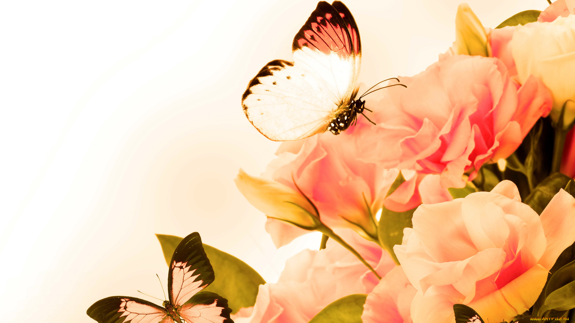 разное, компьютерный, дизайн, бабочки, кремовые, розы