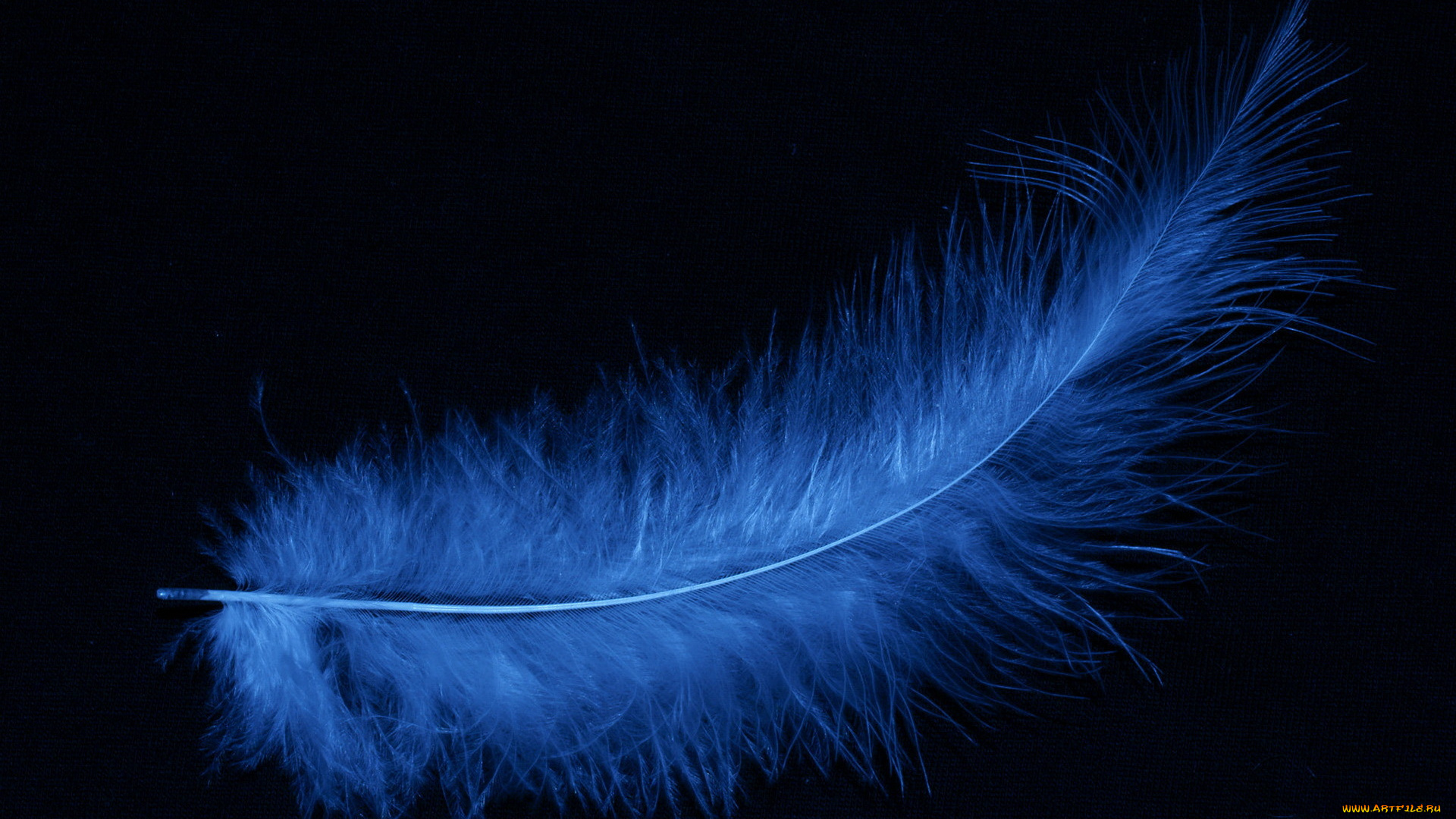 разное, перья, черный, фон, голубое