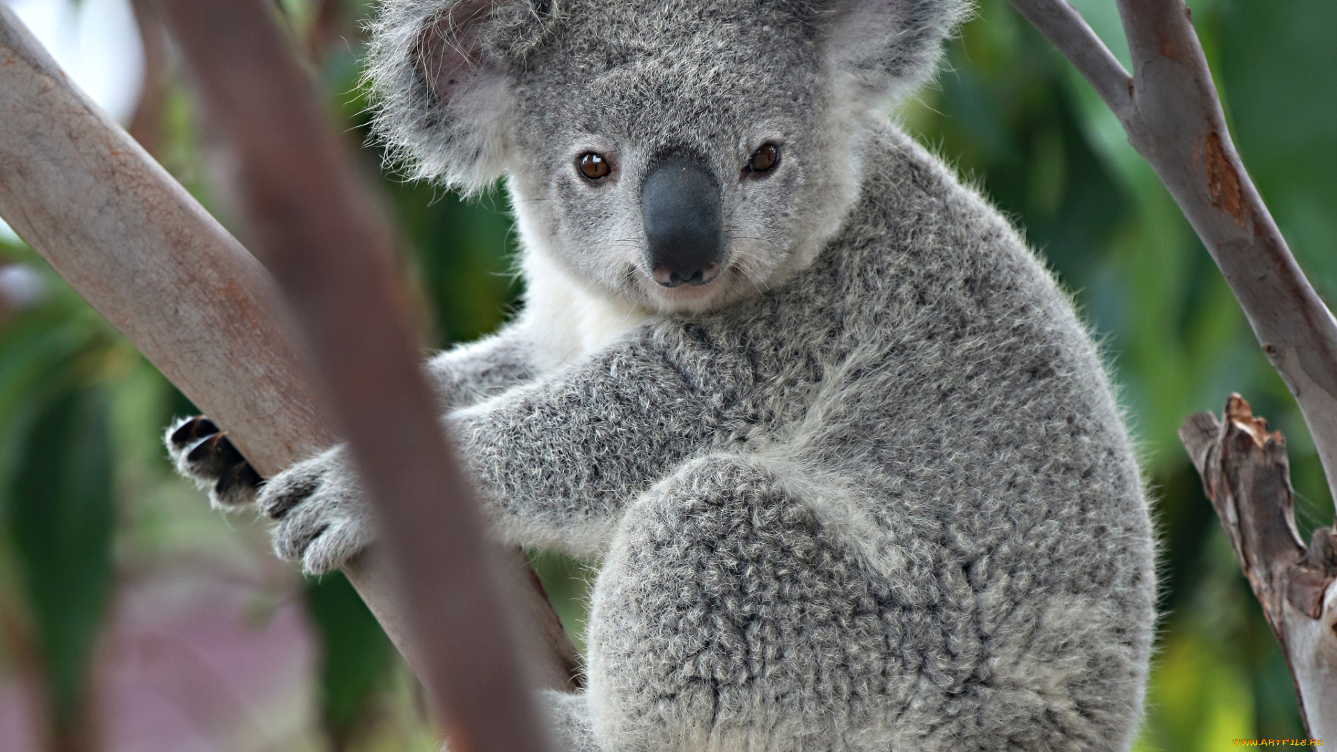 животные, коалы, милый