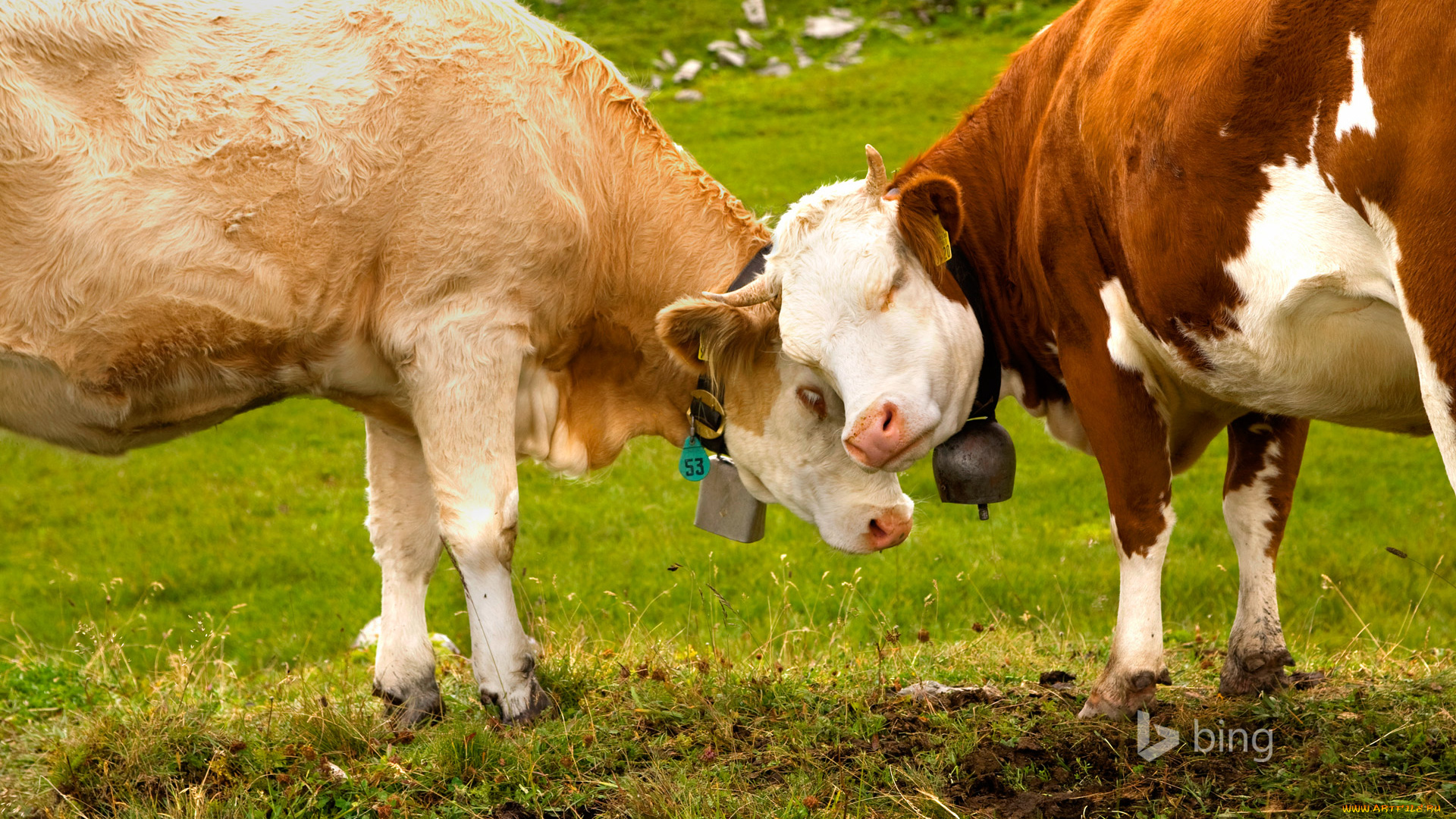 животные, коровы, , буйволы, рога