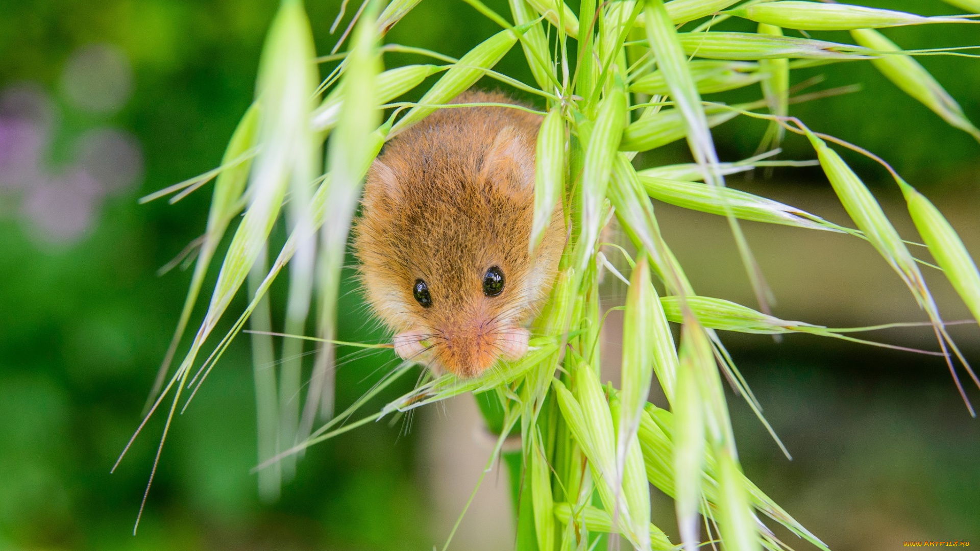 животные, крысы, , мыши, колосок, грызун, мышь-малютка