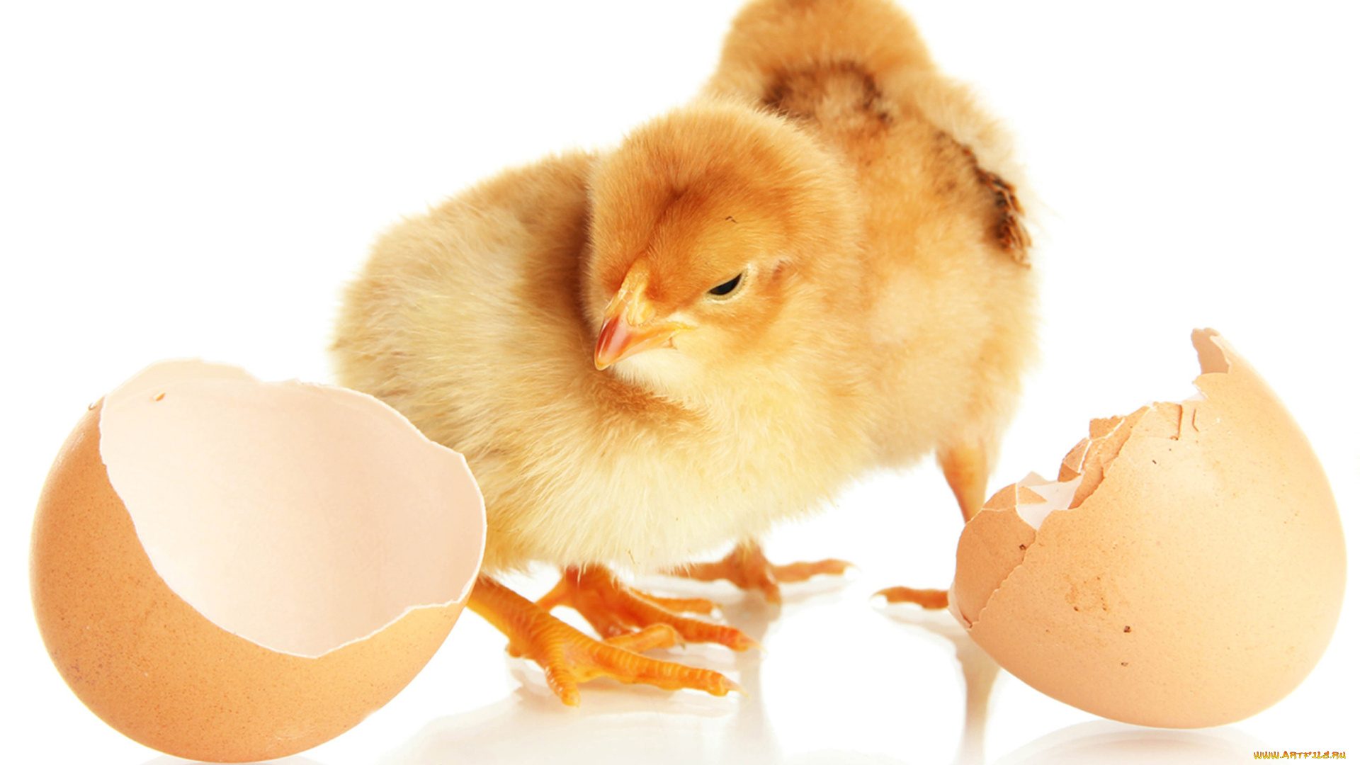 животные, куры, , петухи, скорлупа, цыплята