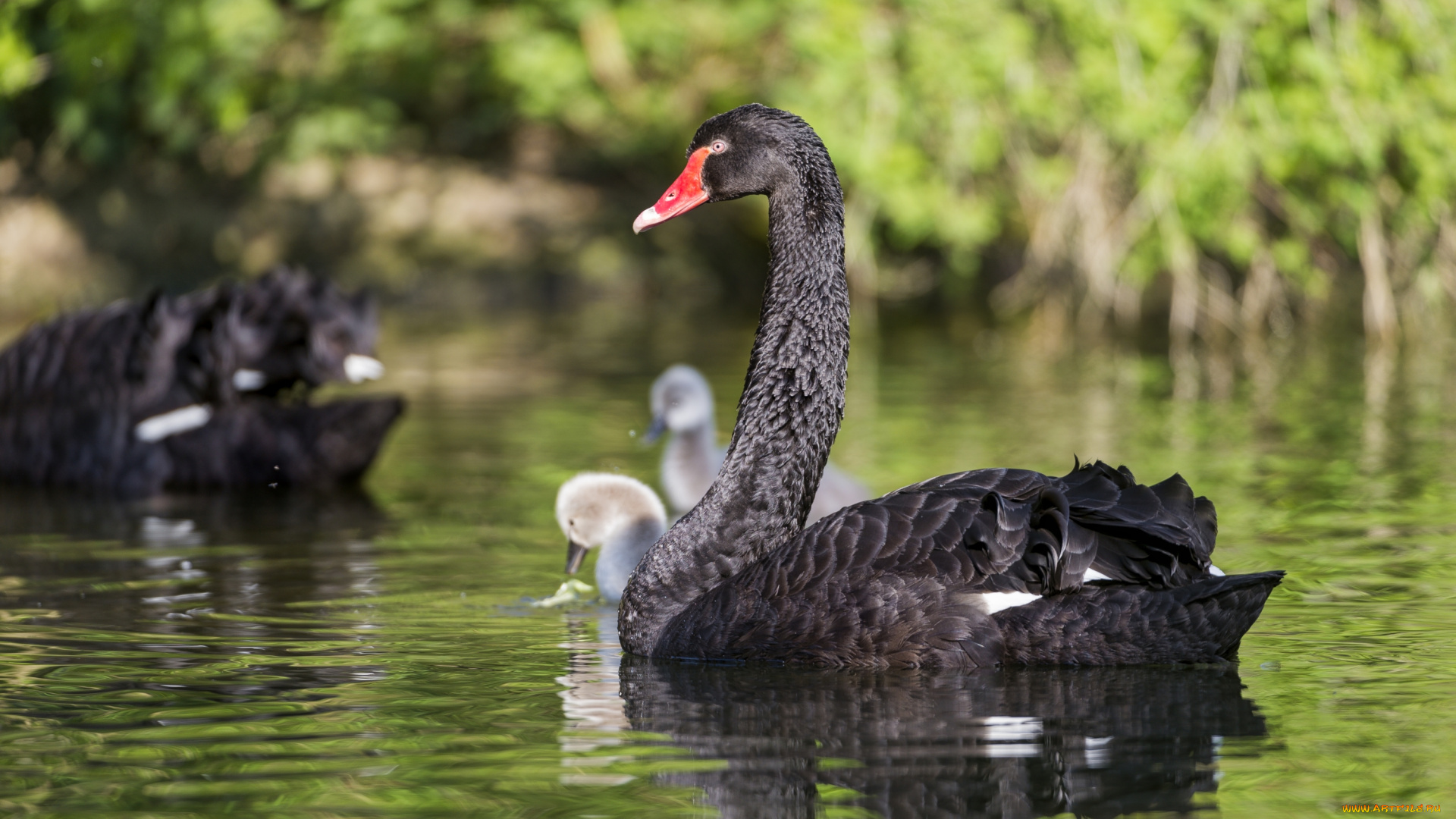 животные, лебеди, черный