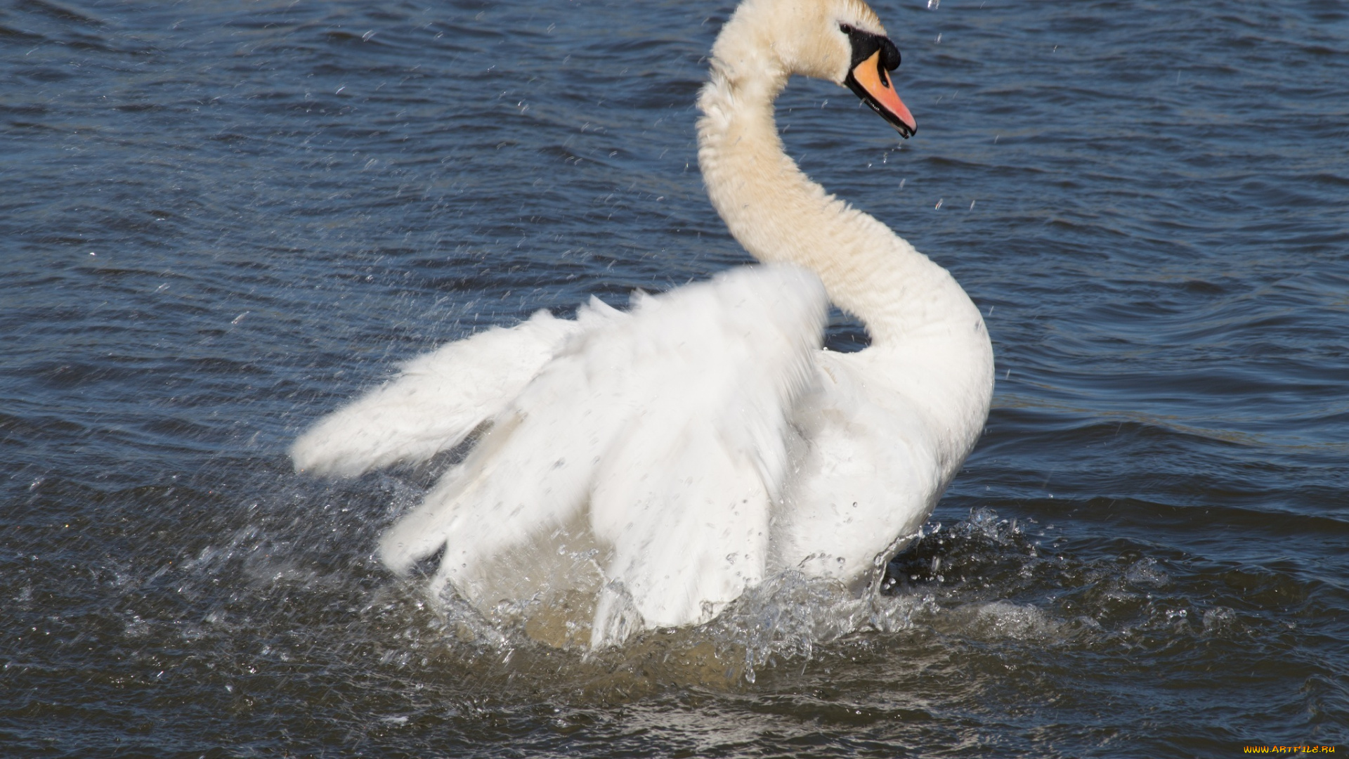 животные, лебеди, вода, брызги, крылья