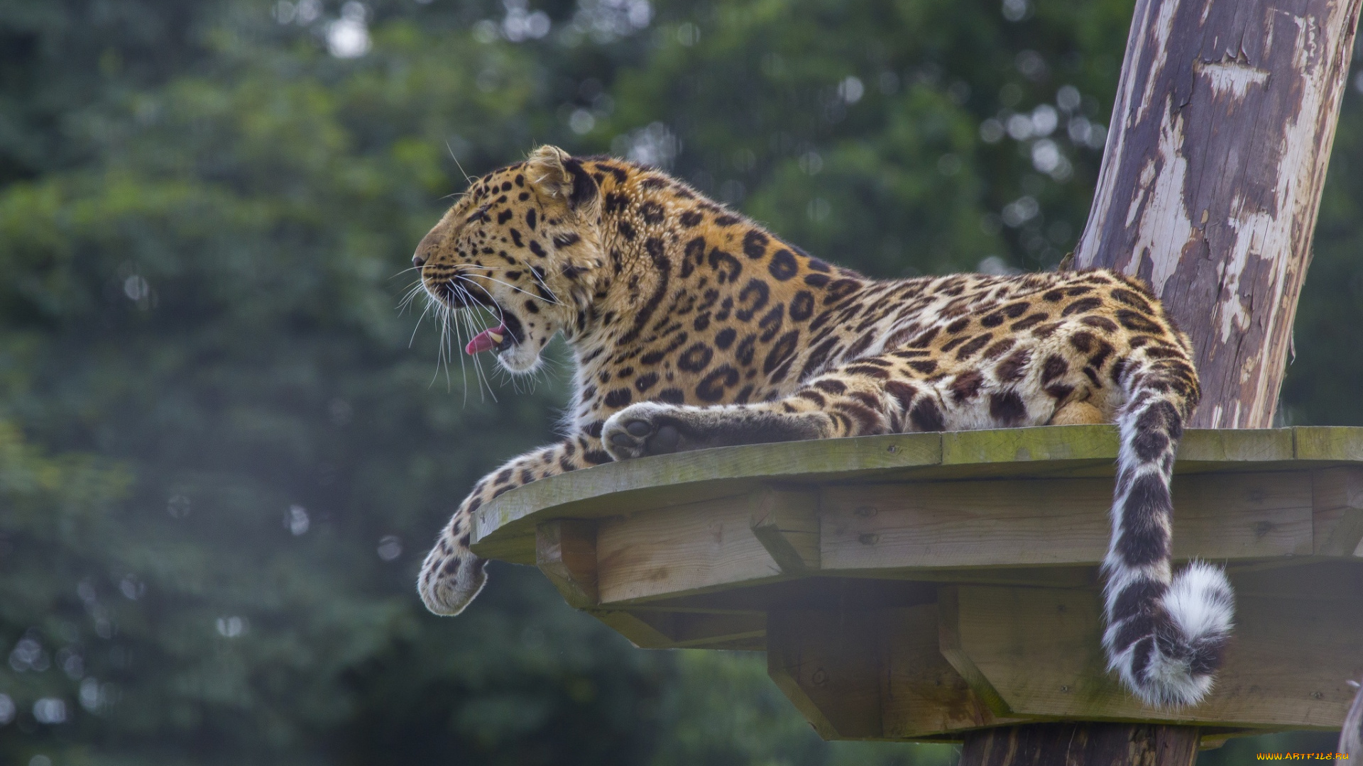 животные, леопарды, хвост, профиль, пятна, зевает, кошка