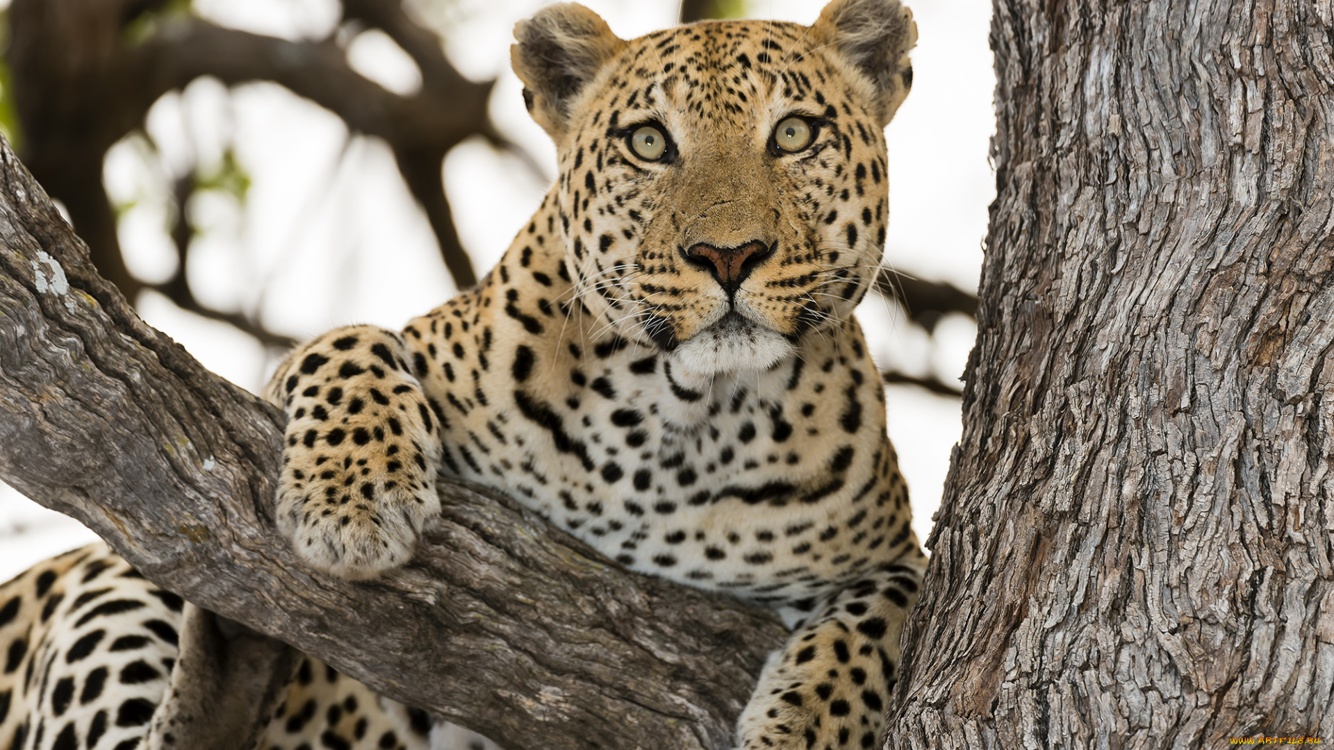 животные, леопарды, кошка
