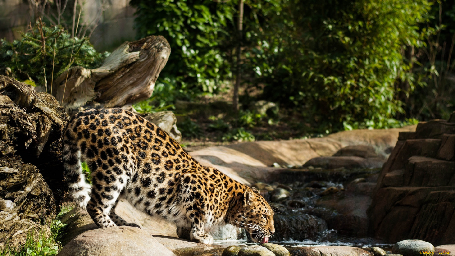 животные, леопарды, заросли, кошка, амурский, водопой, камни, ручей, пятна