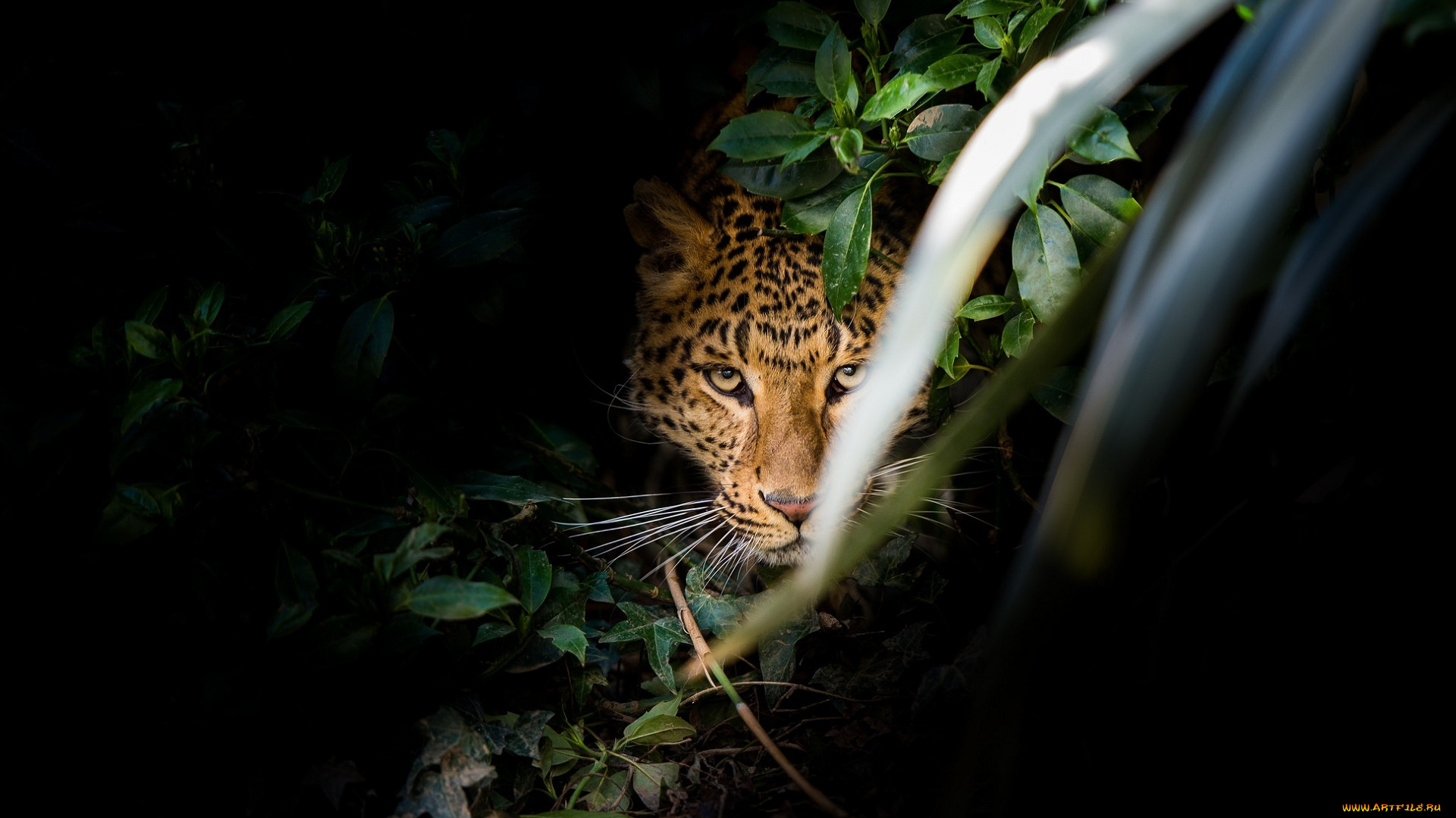 животные, леопарды, засада, внимание, заросли, морда, хищник