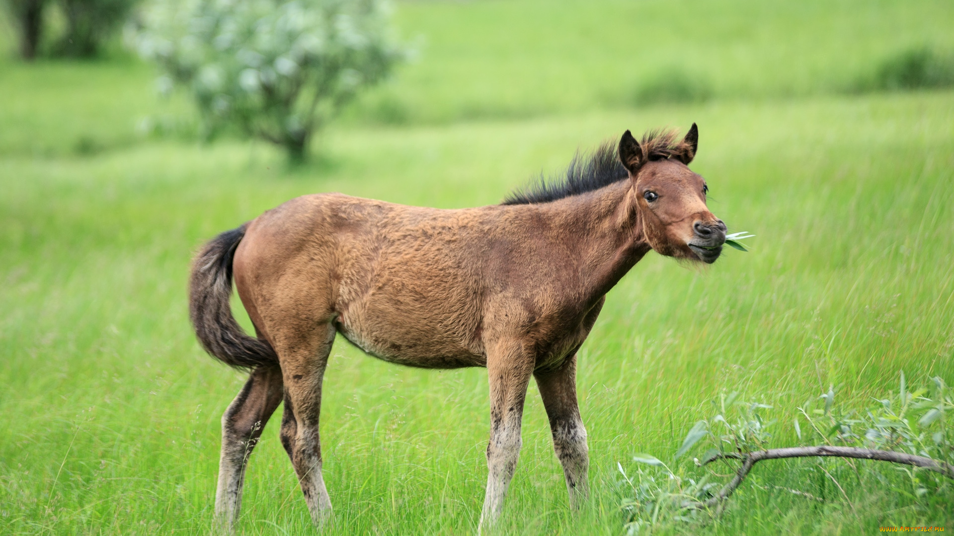 животные, лошади, конь