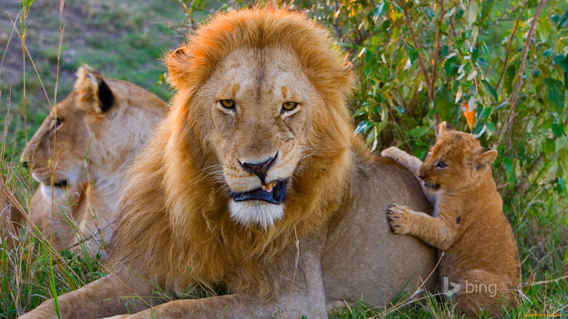 животные, львы, семья