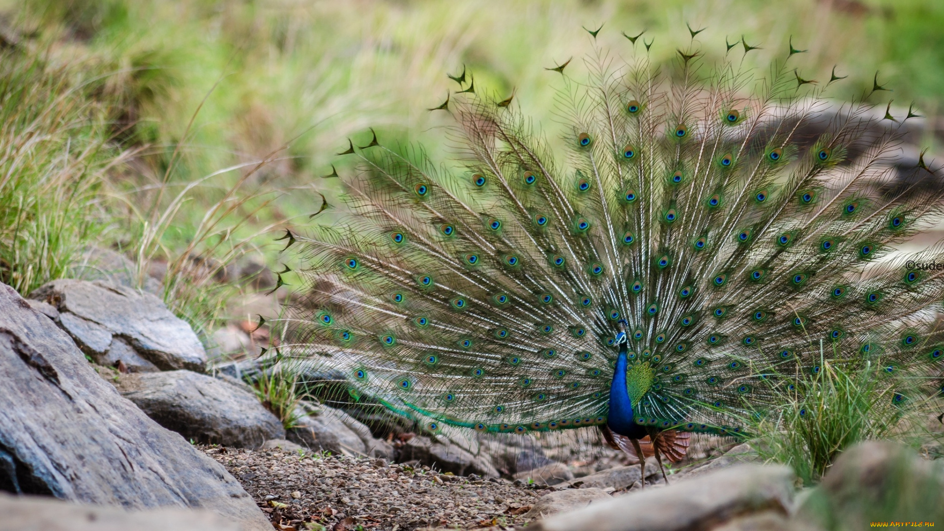 животные, павлины, роскошь, хвост