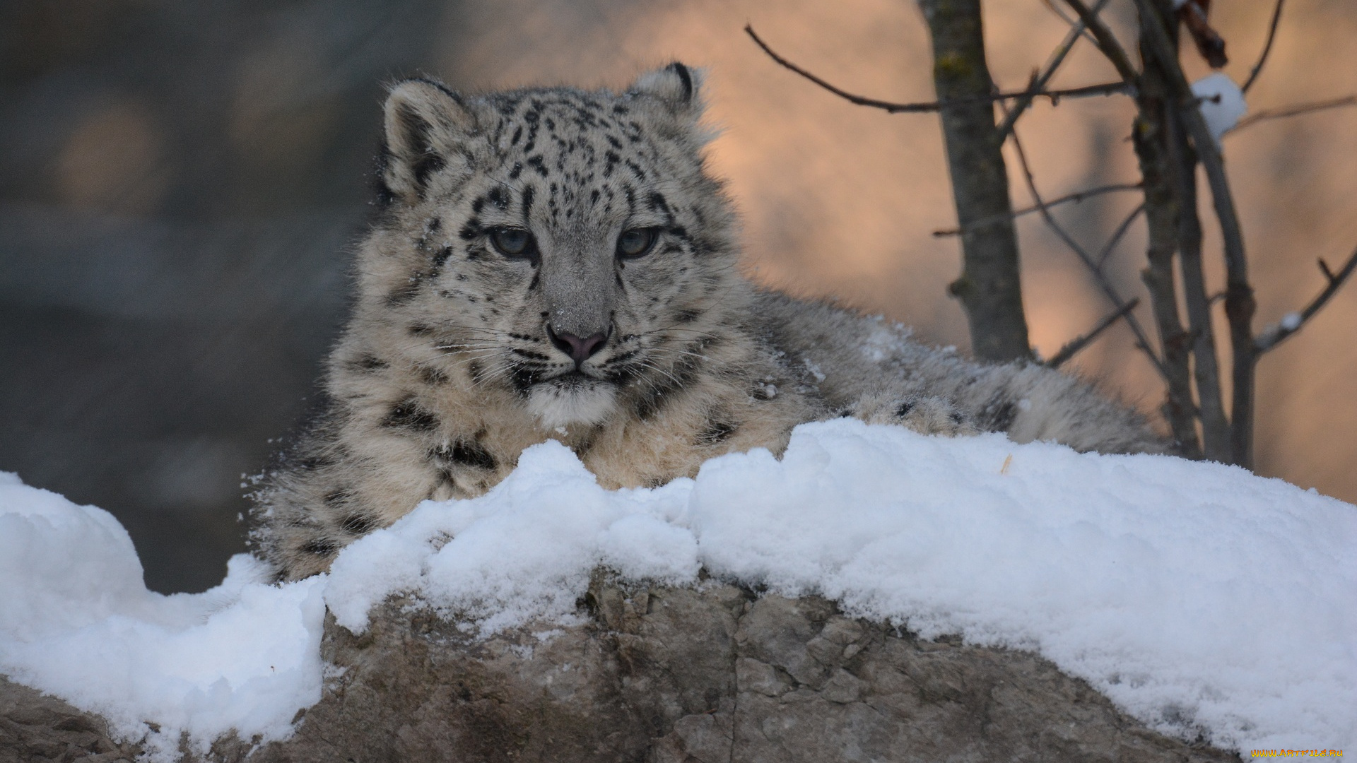 животные, снежный, барс, , ирбис, барс, снег, зима, морда, детеныш