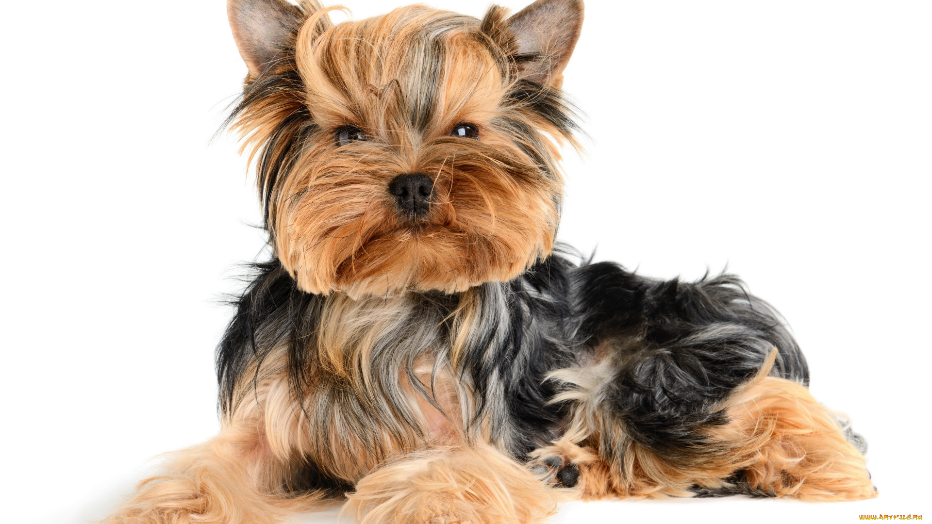 животные, собаки, йоркширский, террьер, щенок, собака
