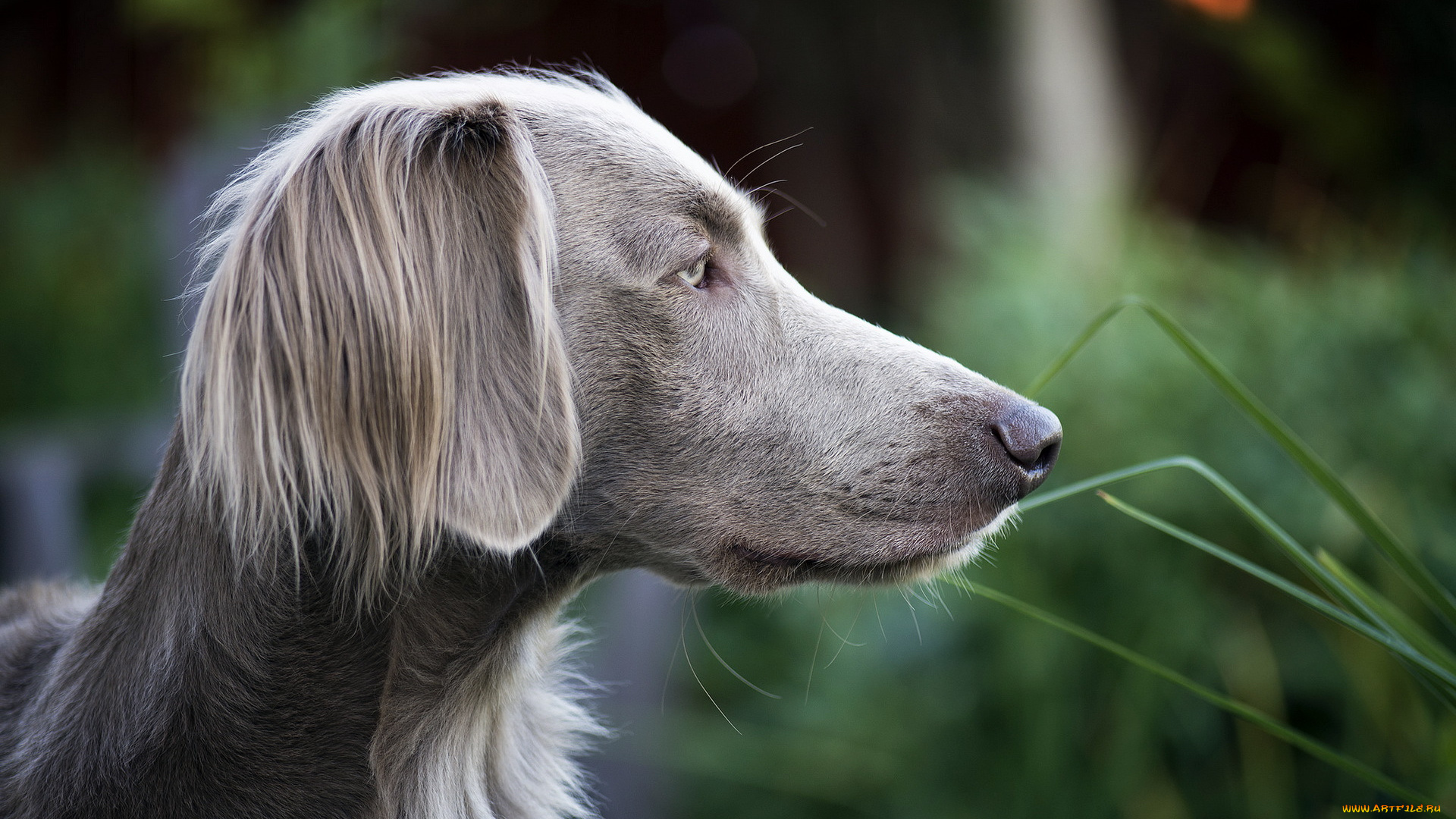 животные, собаки, взгляд