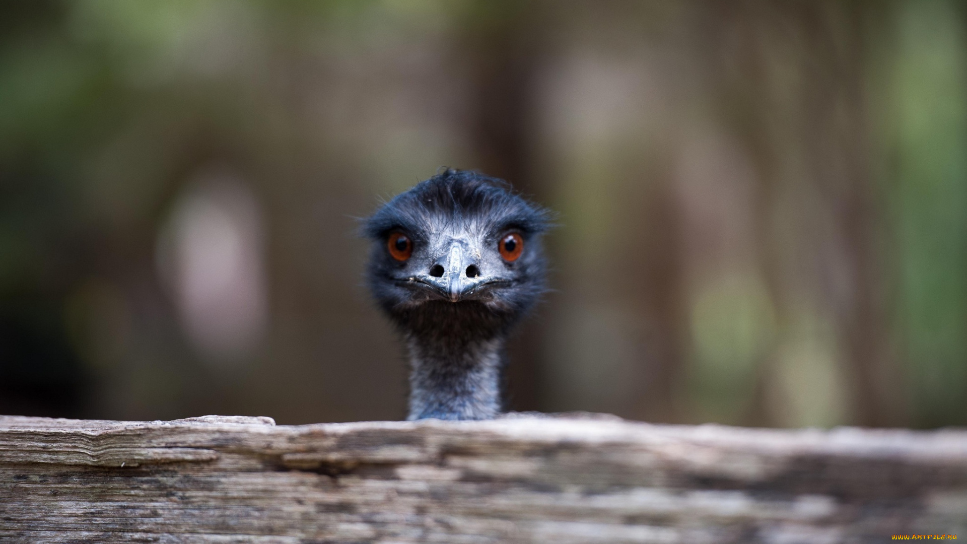 животные, страусы, клюв, забавный