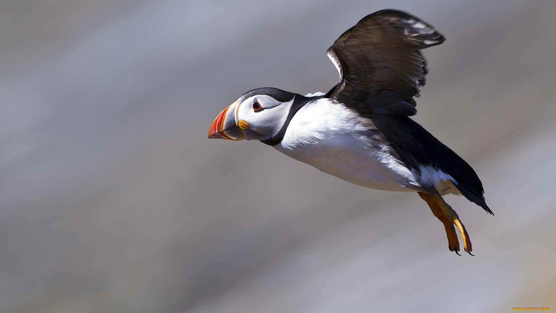 животные, тупики, полет, крылья, птица