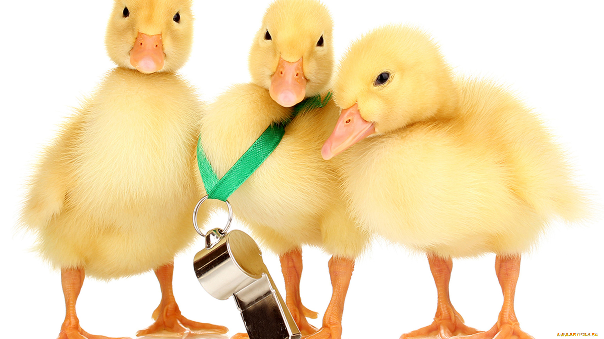 животные, утки, свисток