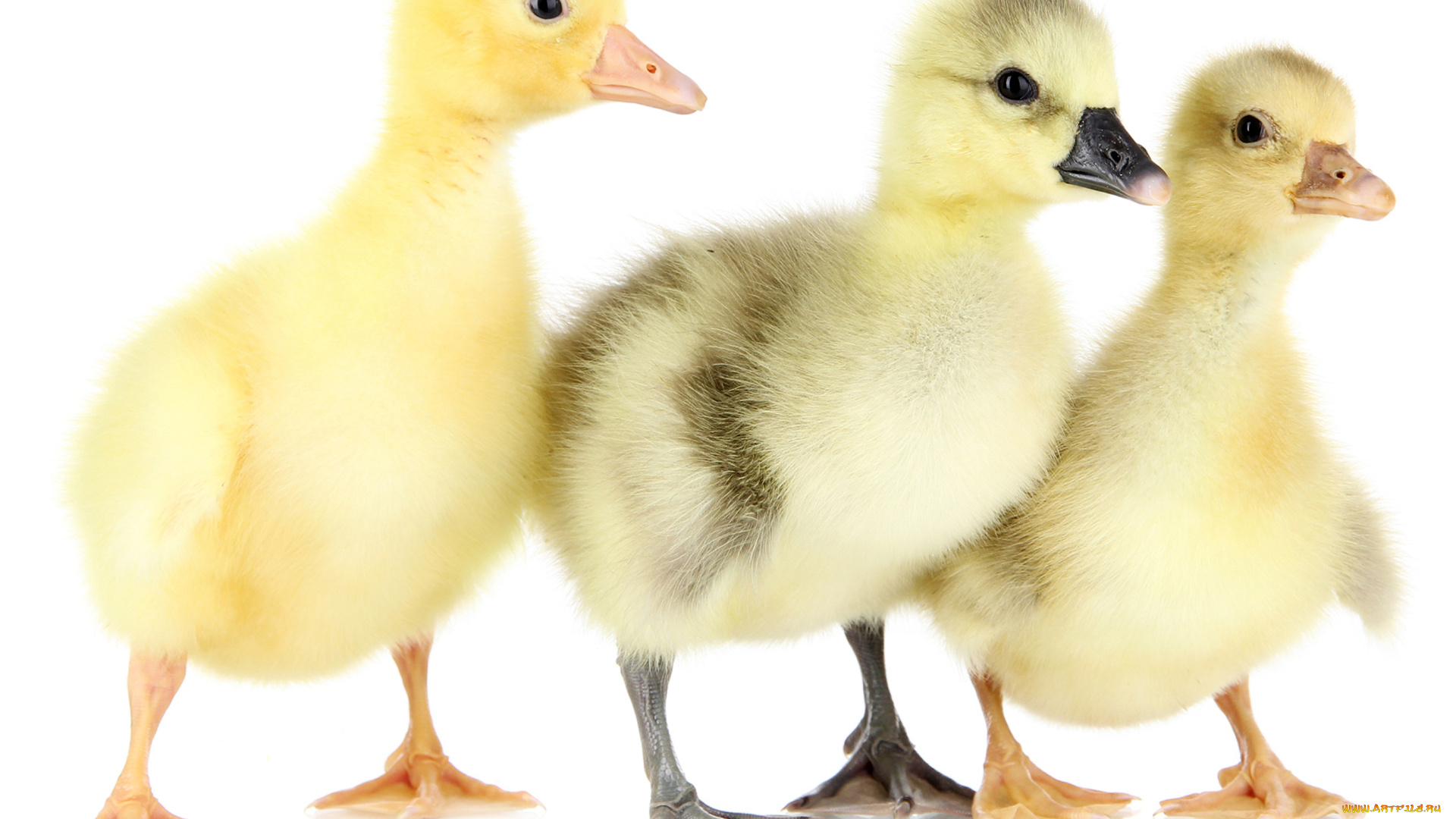 животные, утки, утята