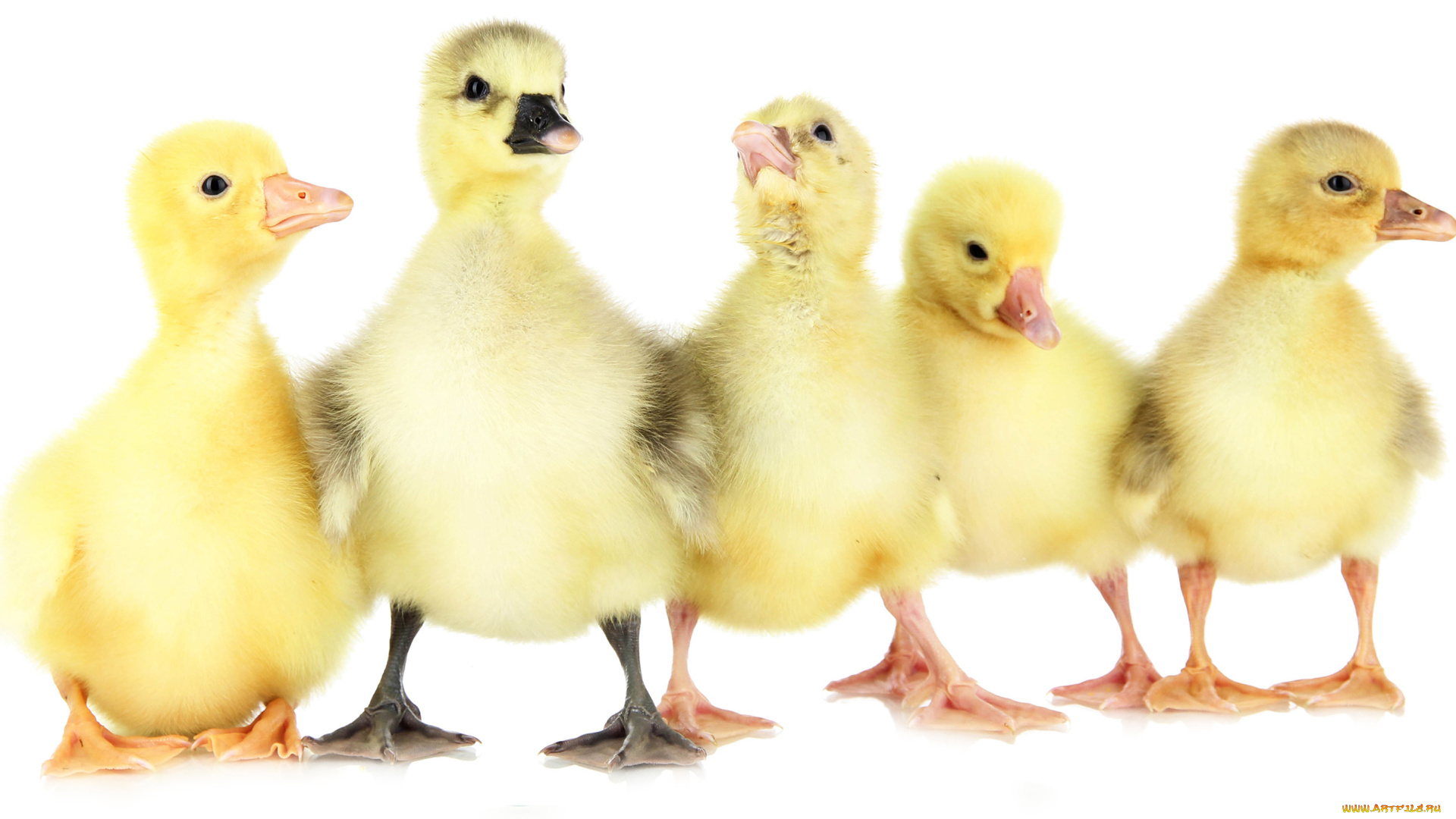 животные, утки, утята