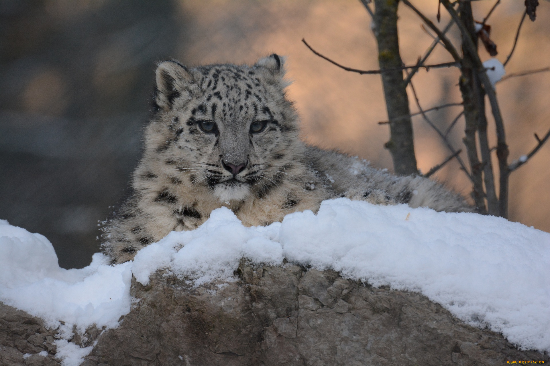 животные, снежный, барс, , ирбис, барс, снег, зима, морда, детеныш