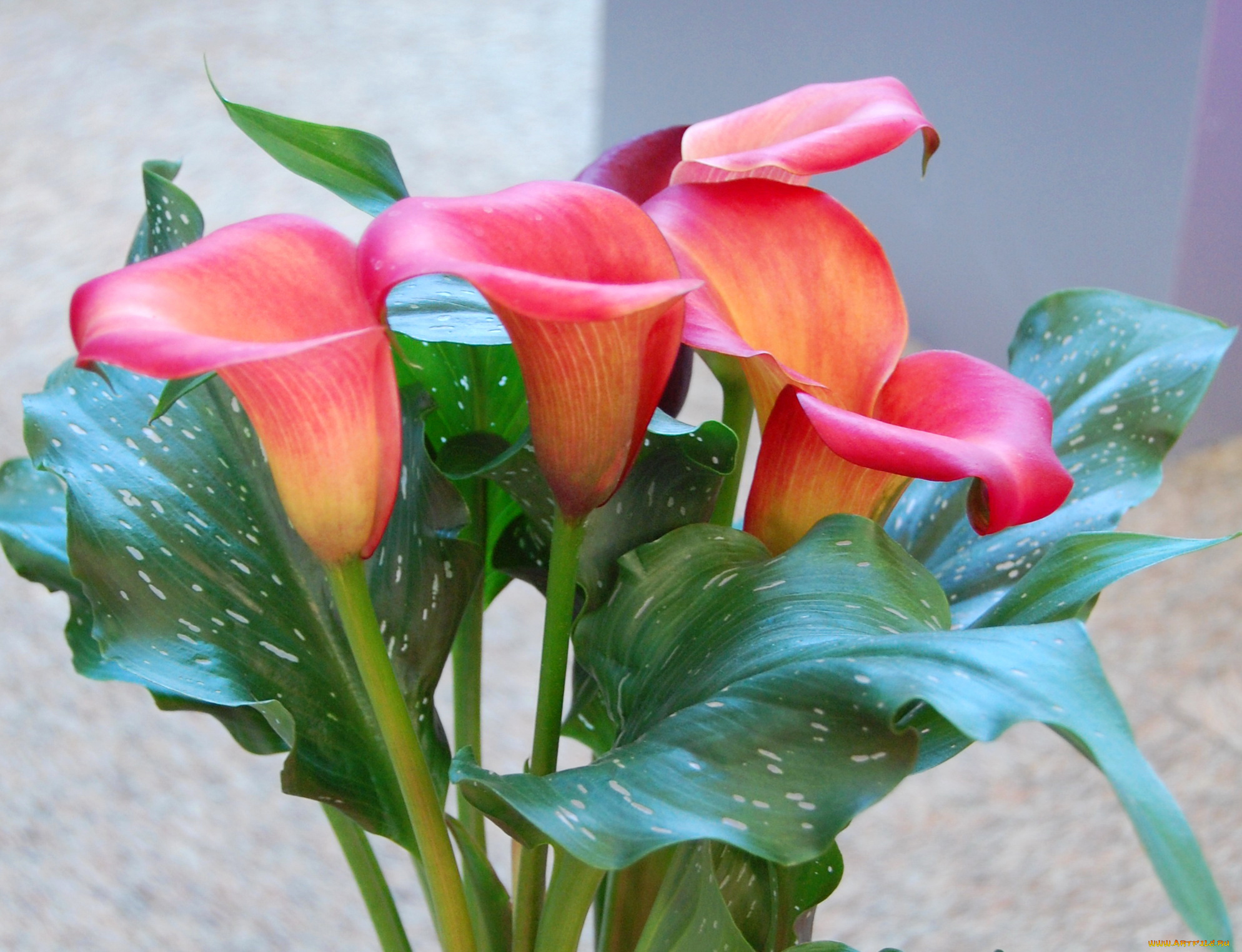 цветы, каллы, розовые