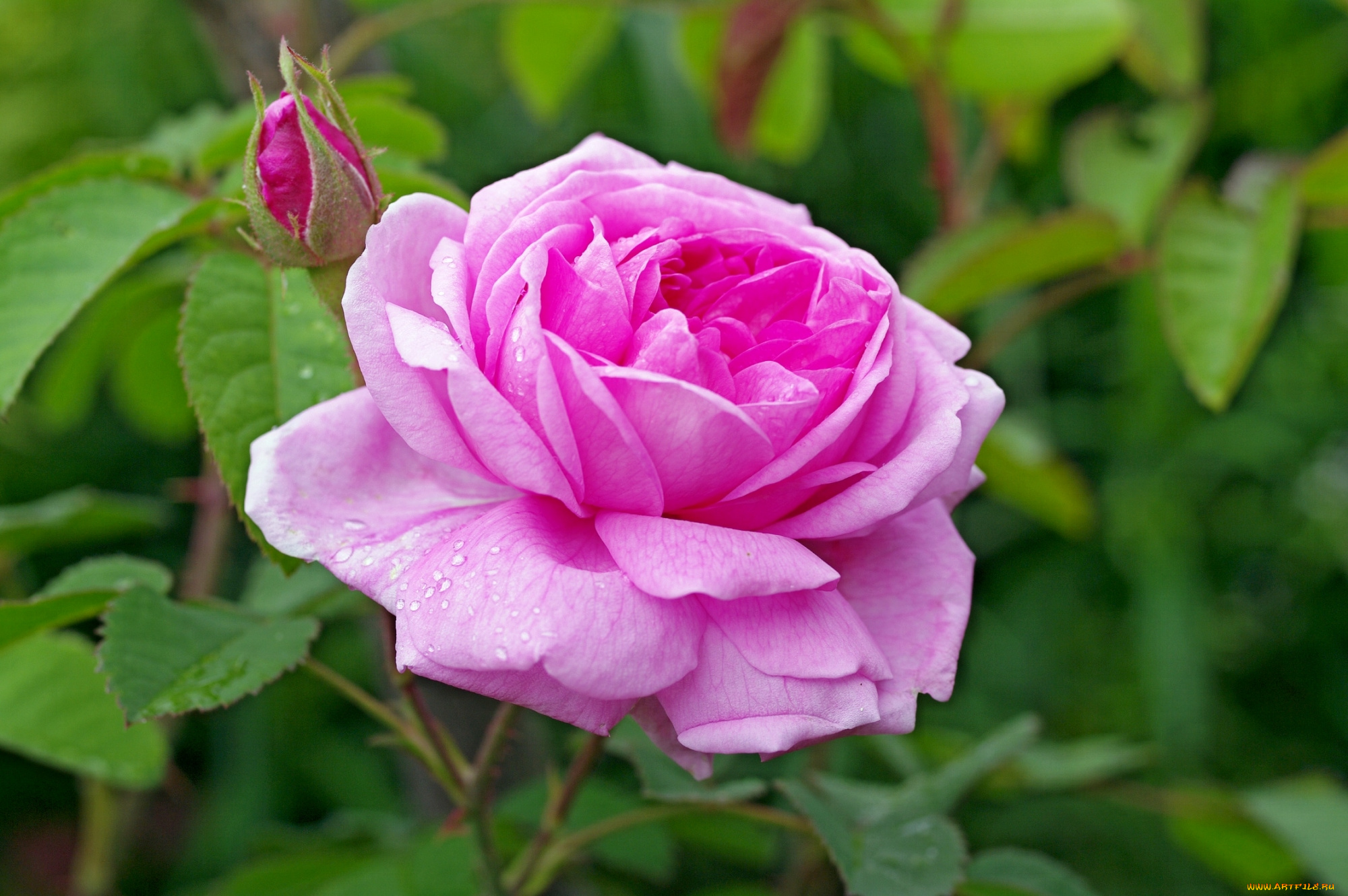 цветы, розы, розовый