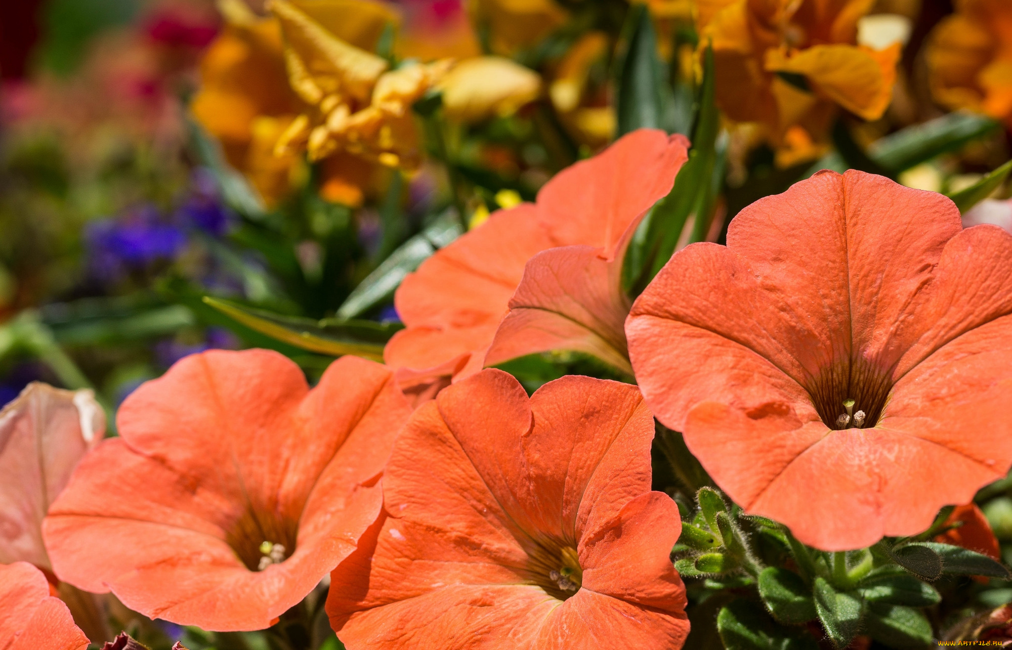 цветы, петунии, , калибрахоа, оранж