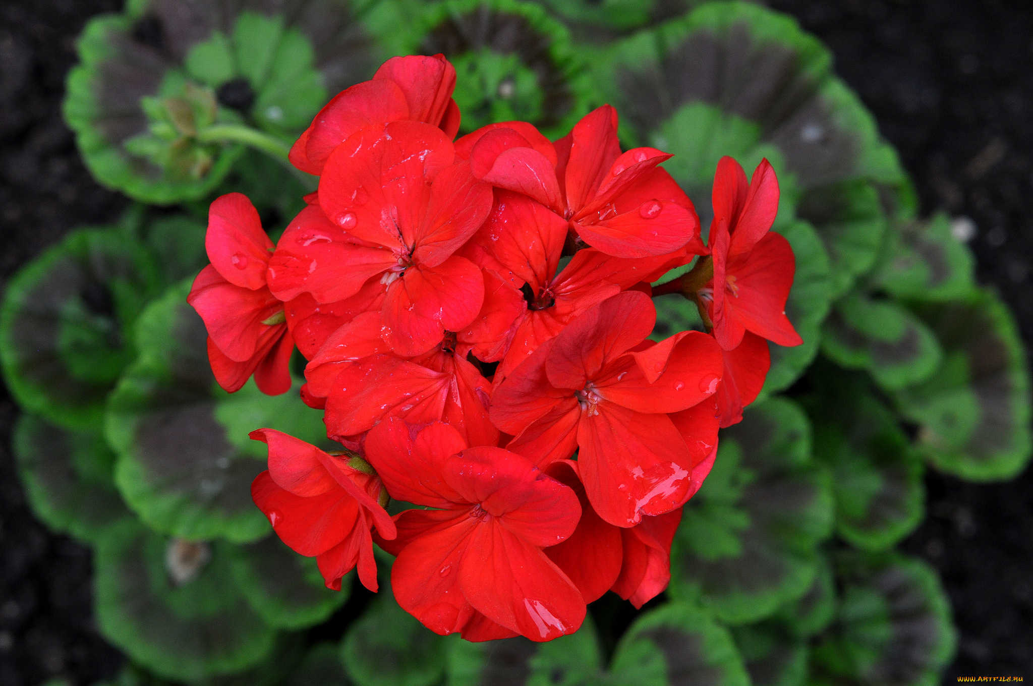 цветы, герань, красный