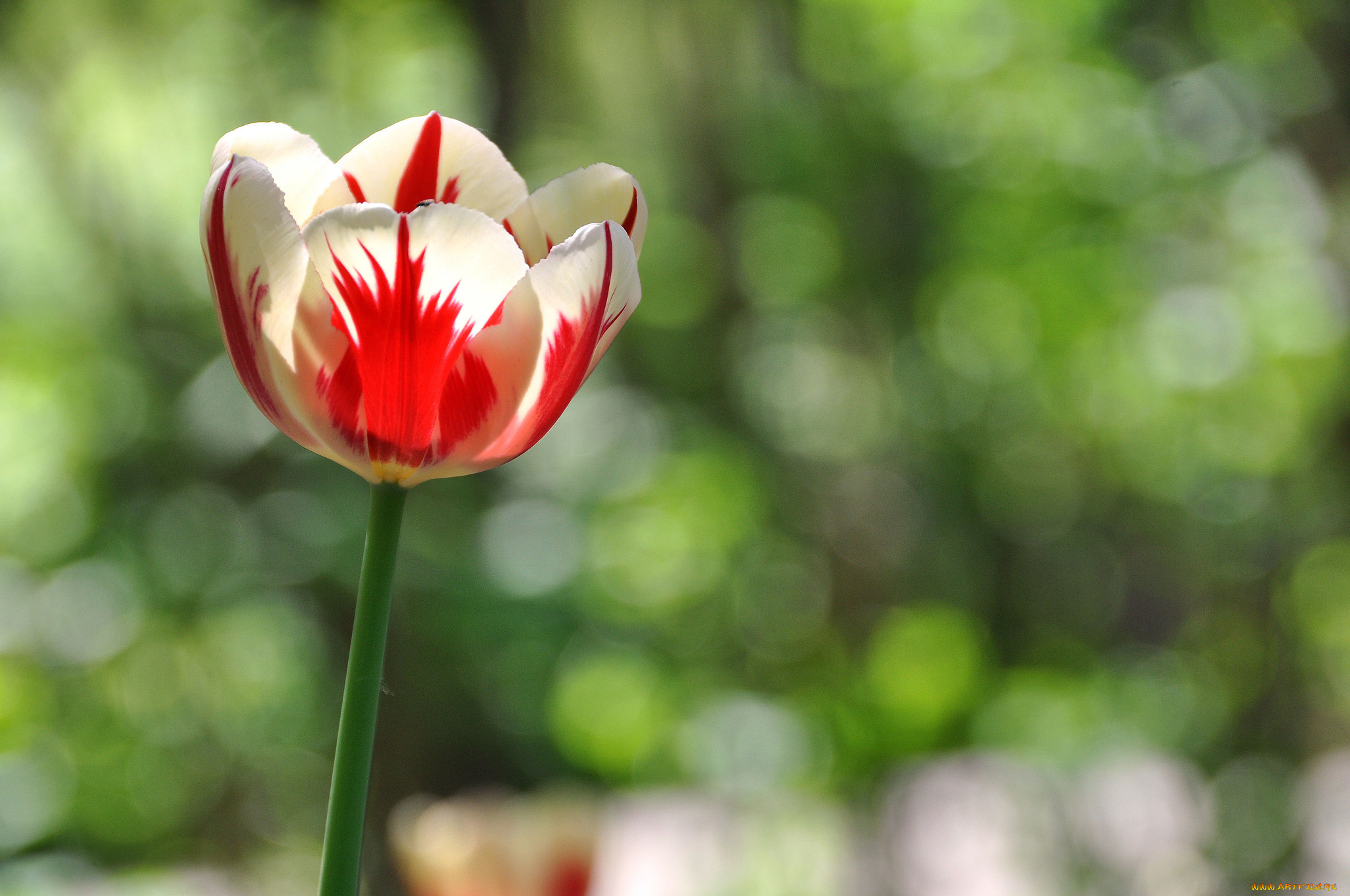 цветы, тюльпаны, бутон