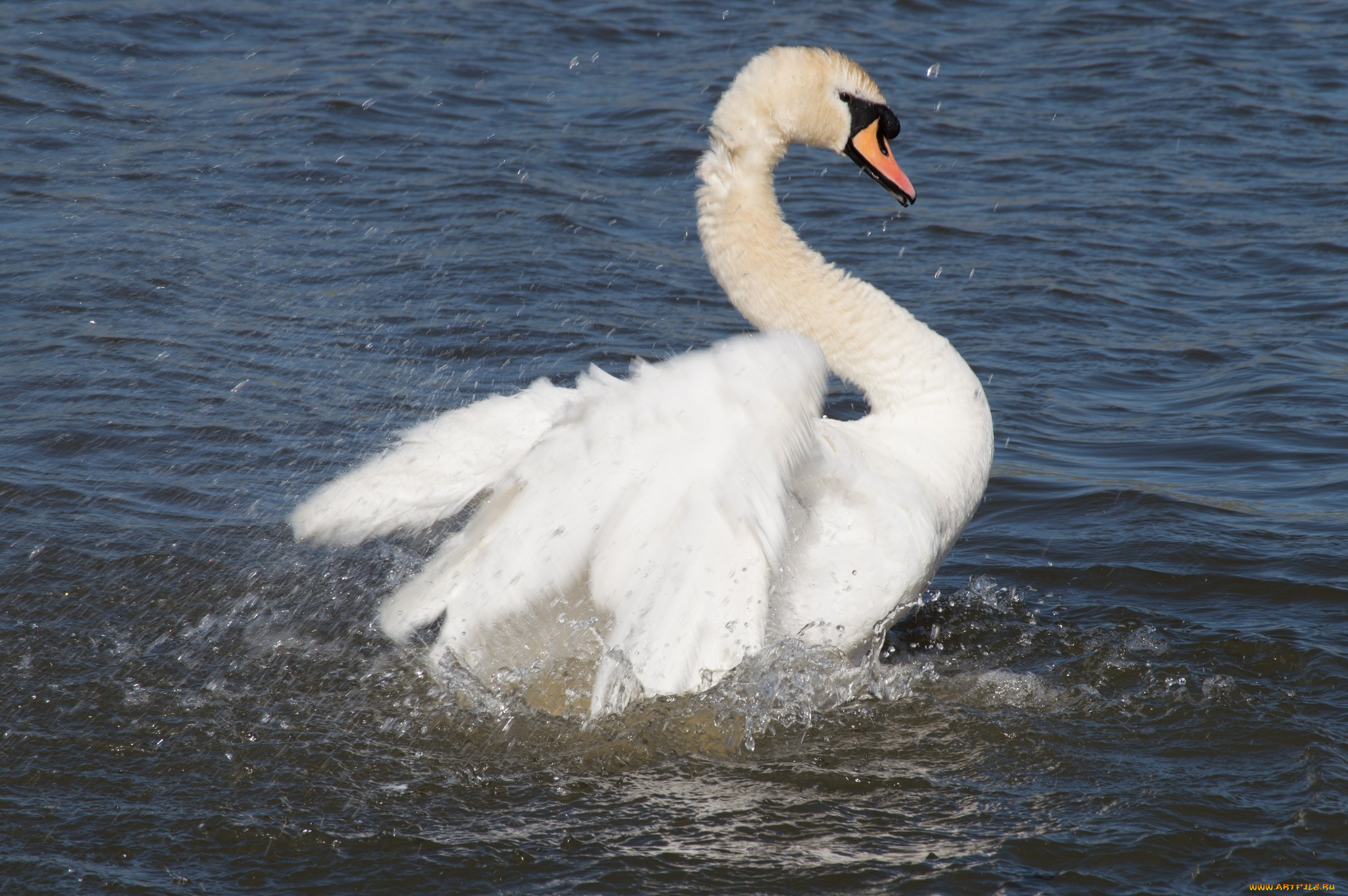 животные, лебеди, вода, брызги, крылья