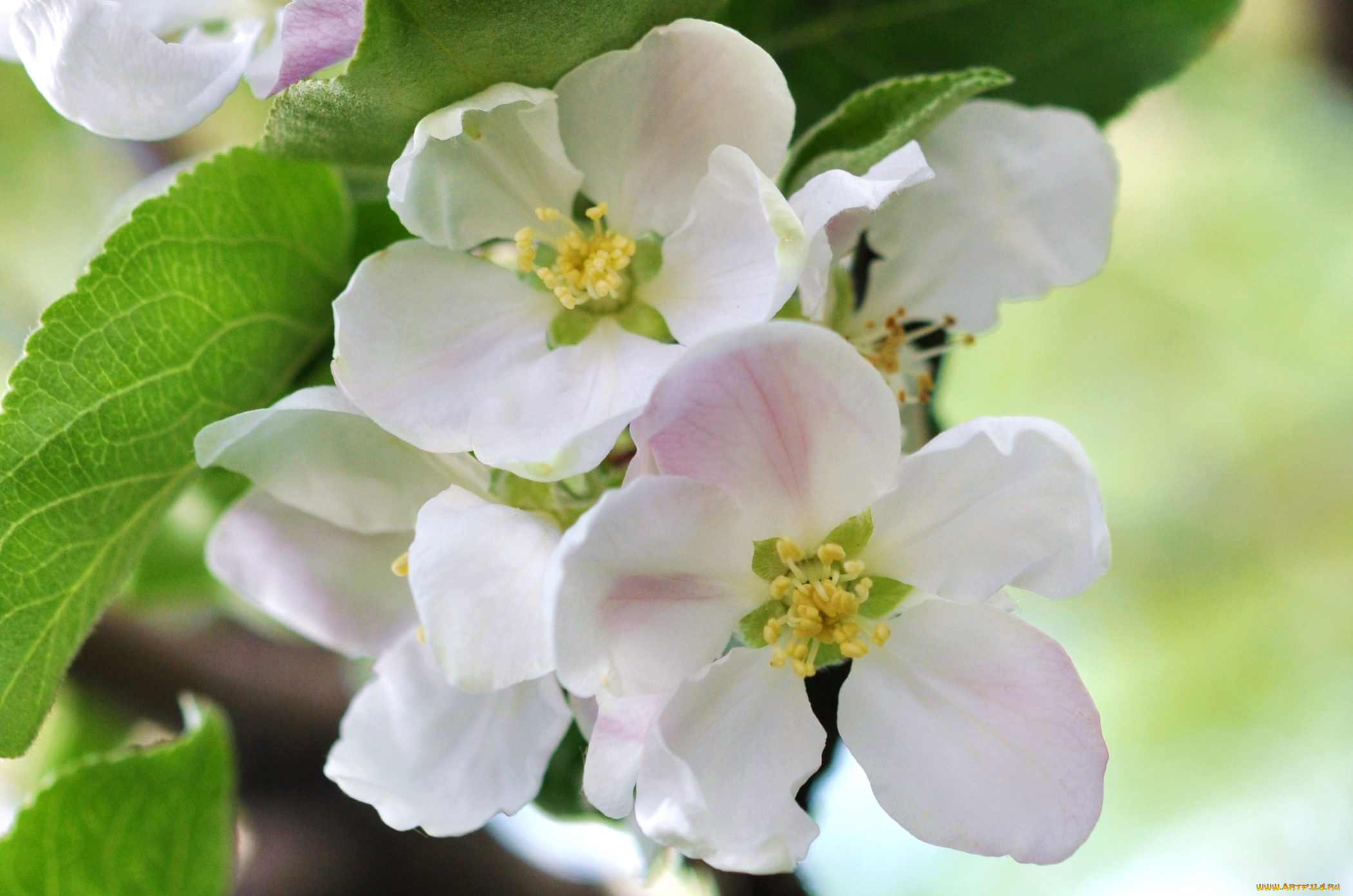 цветы, цветущие, деревья, , , кустарники, яблоня