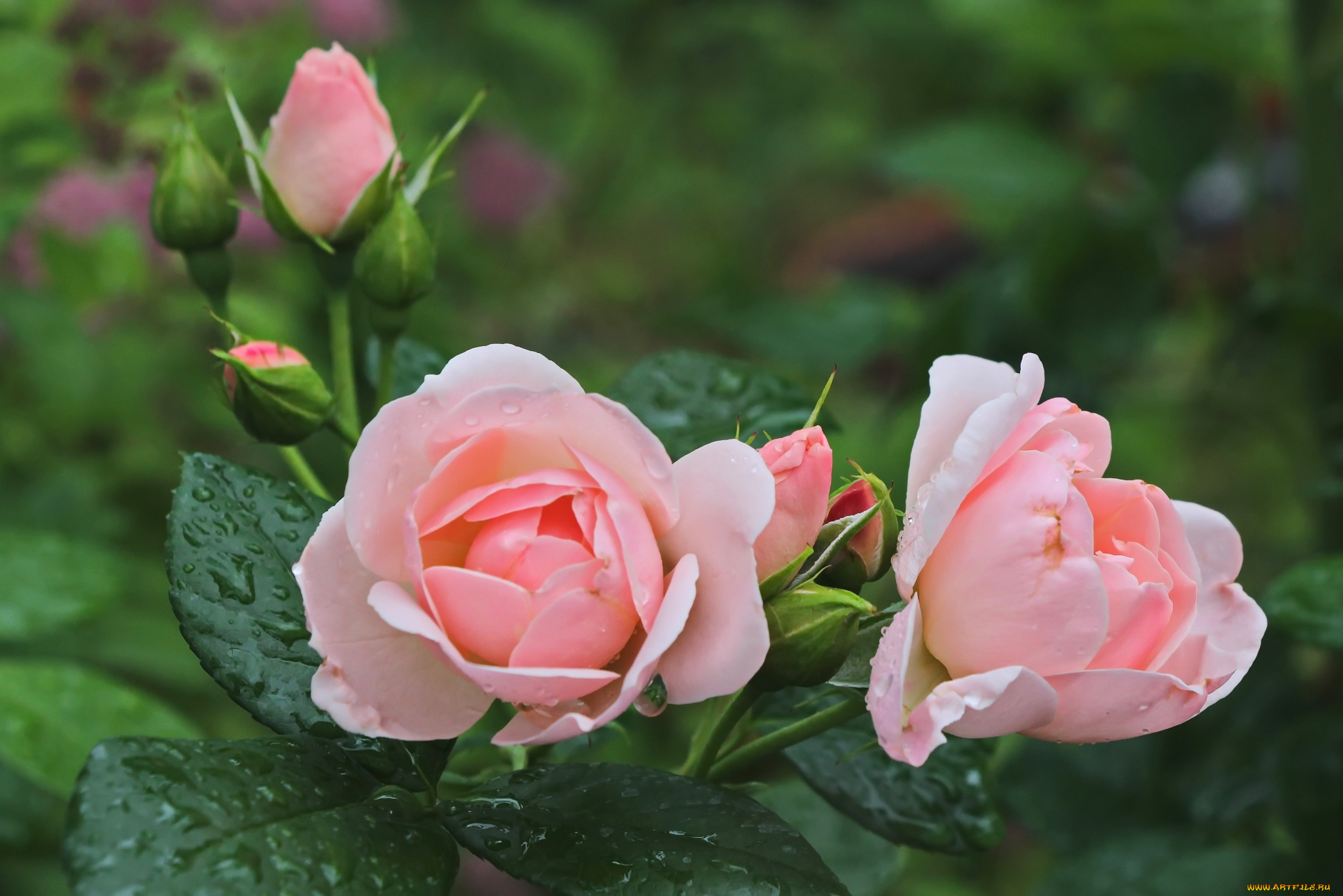 цветы, розы, розовый