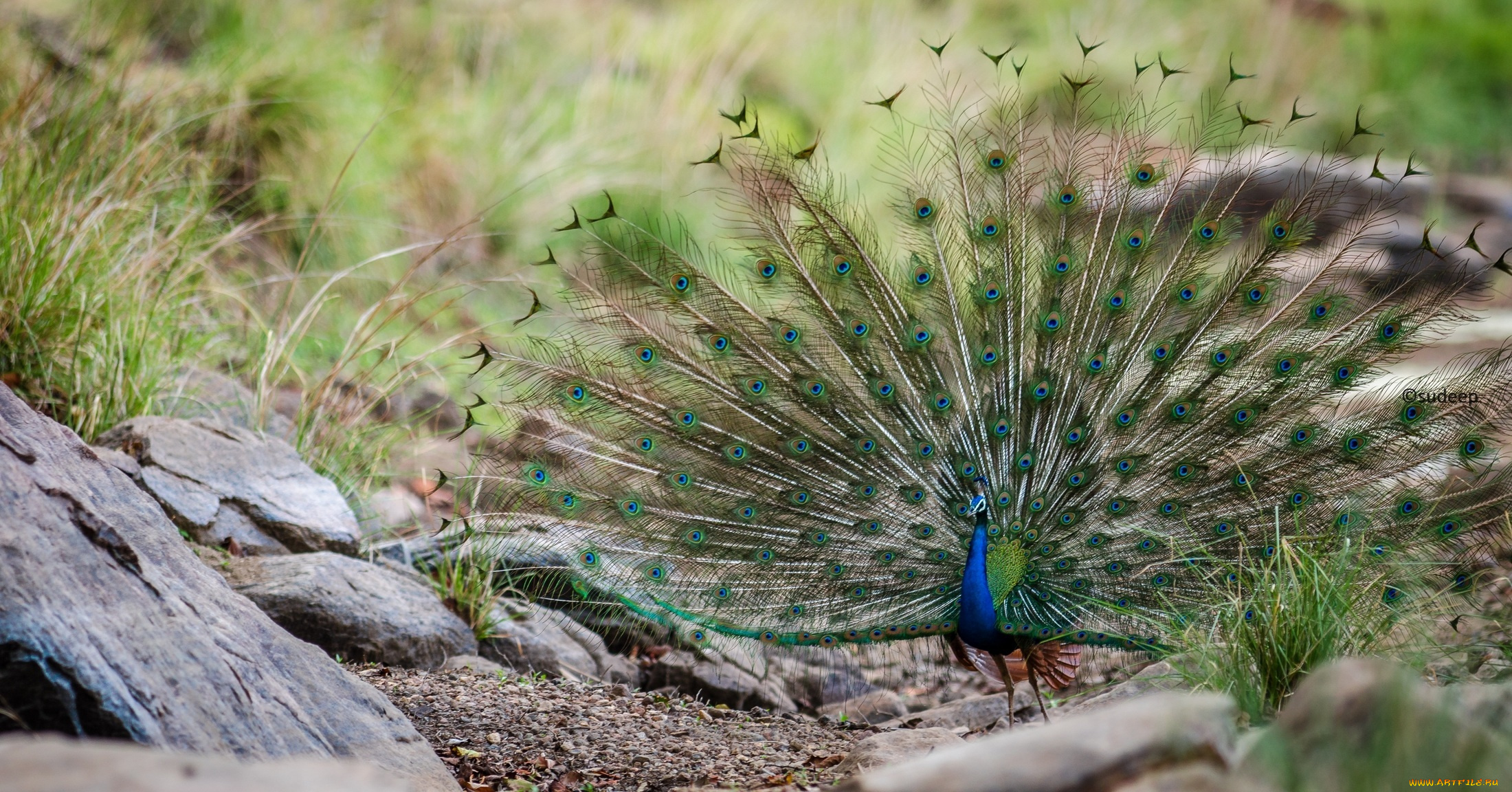 животные, павлины, роскошь, хвост
