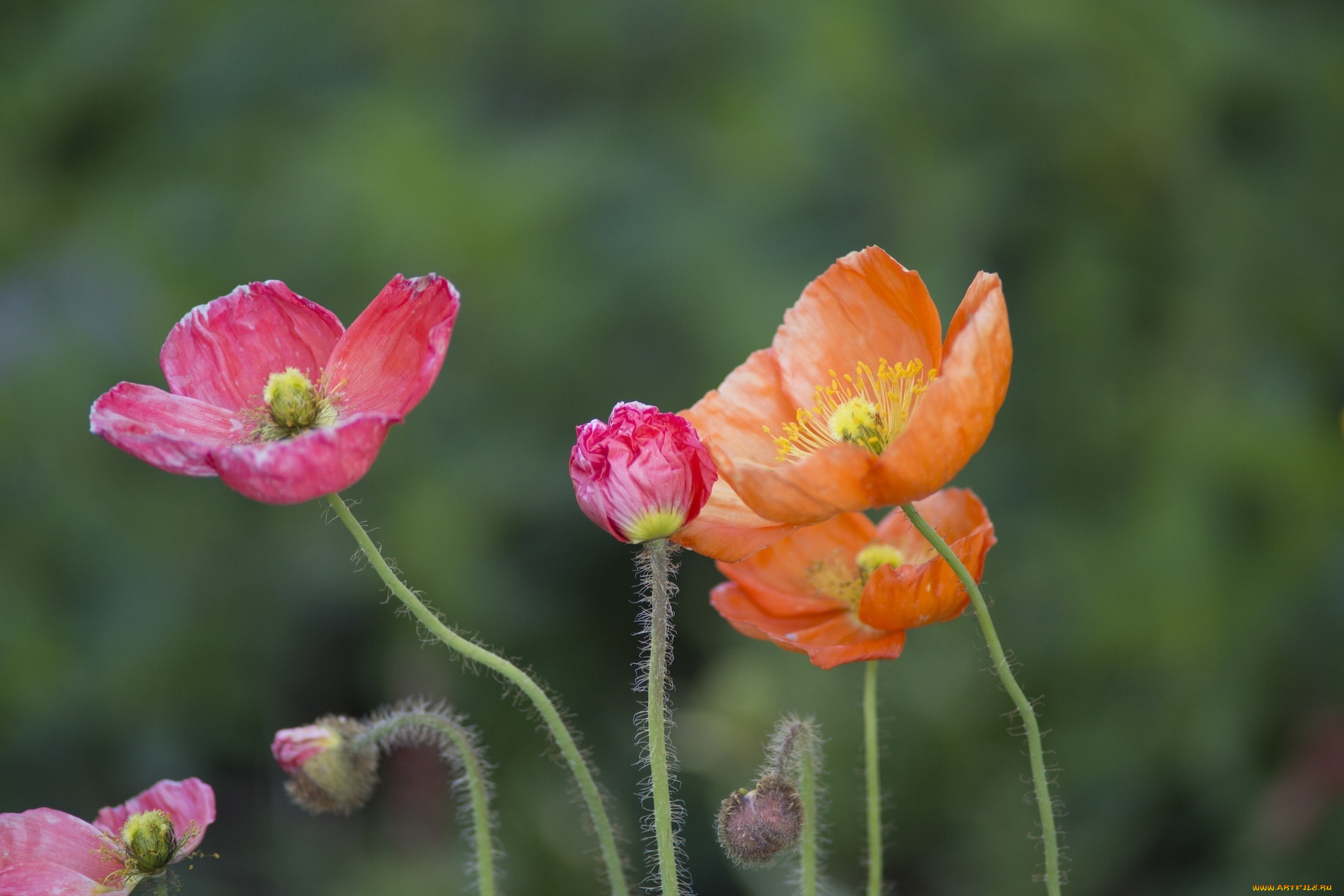 цветы, маки, лепестки, макро, цвета