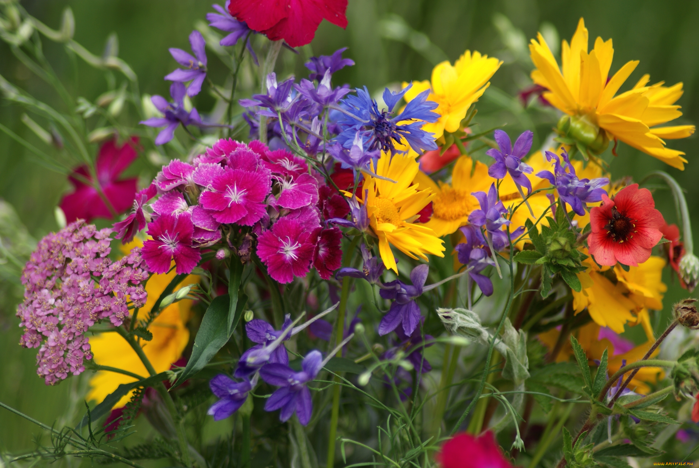 цветы, луговые, , полевые, , цветы, лето