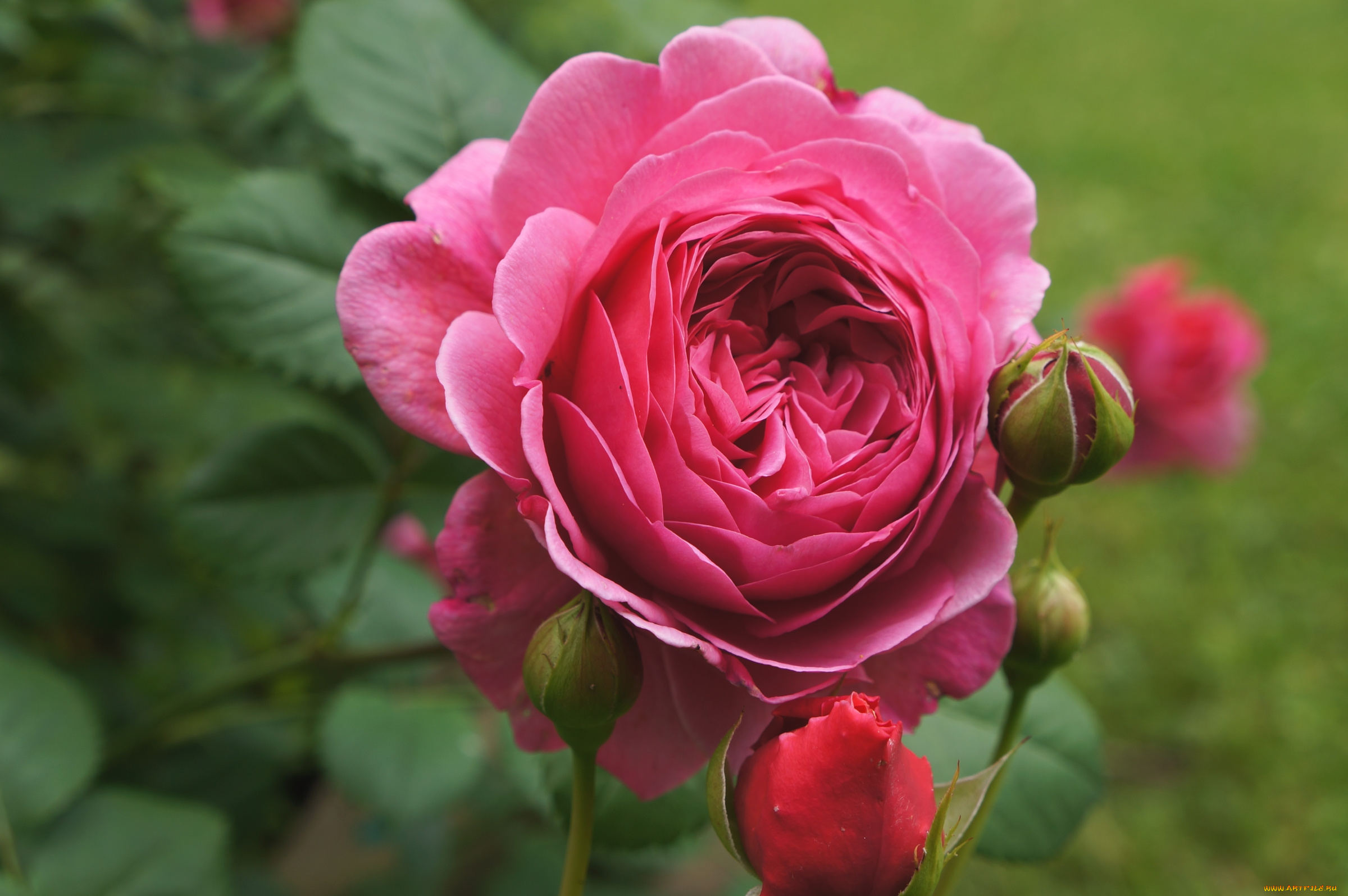 цветы, розы, розовый